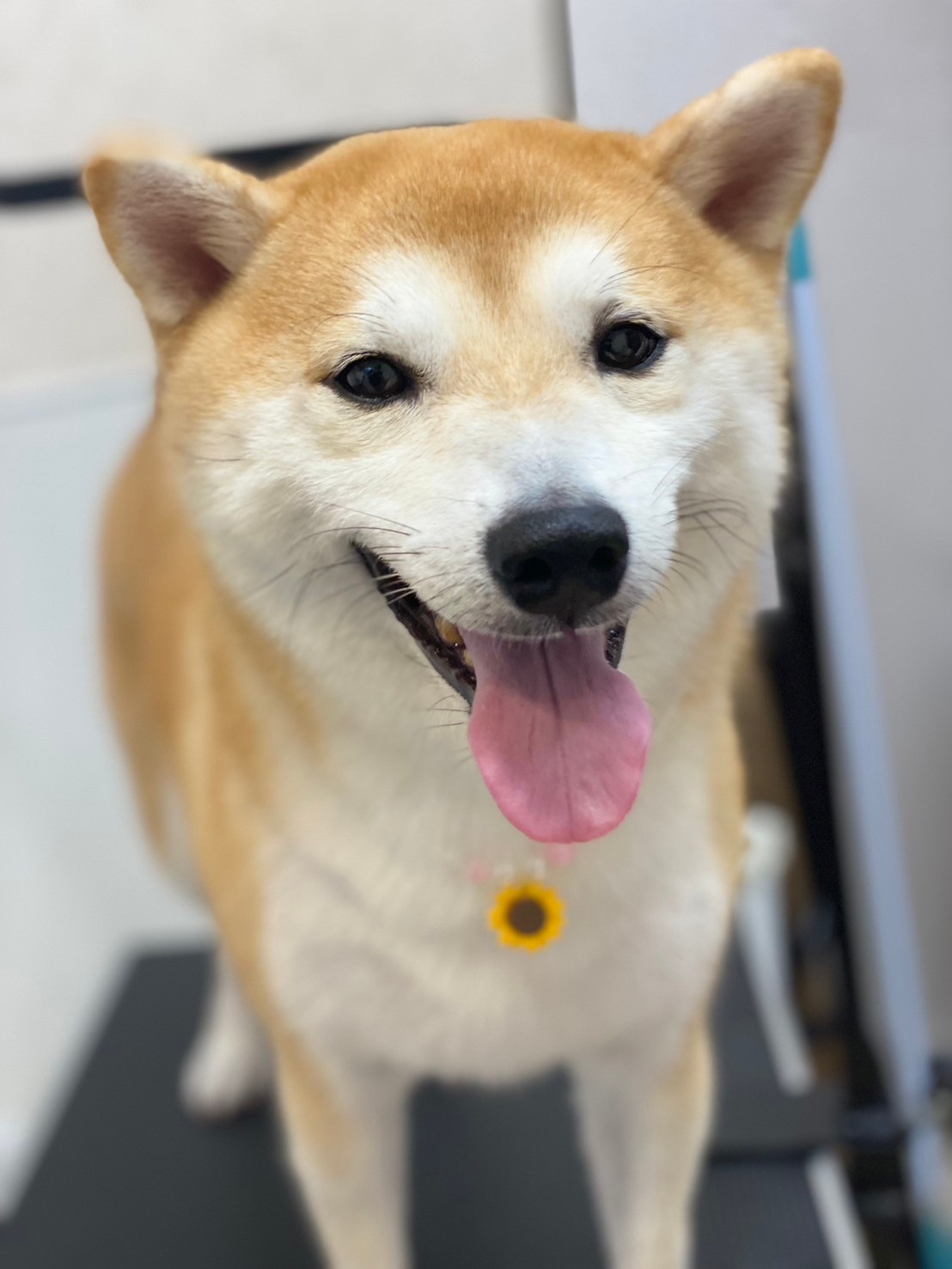 �I���[�W�� 7���̂��q�l