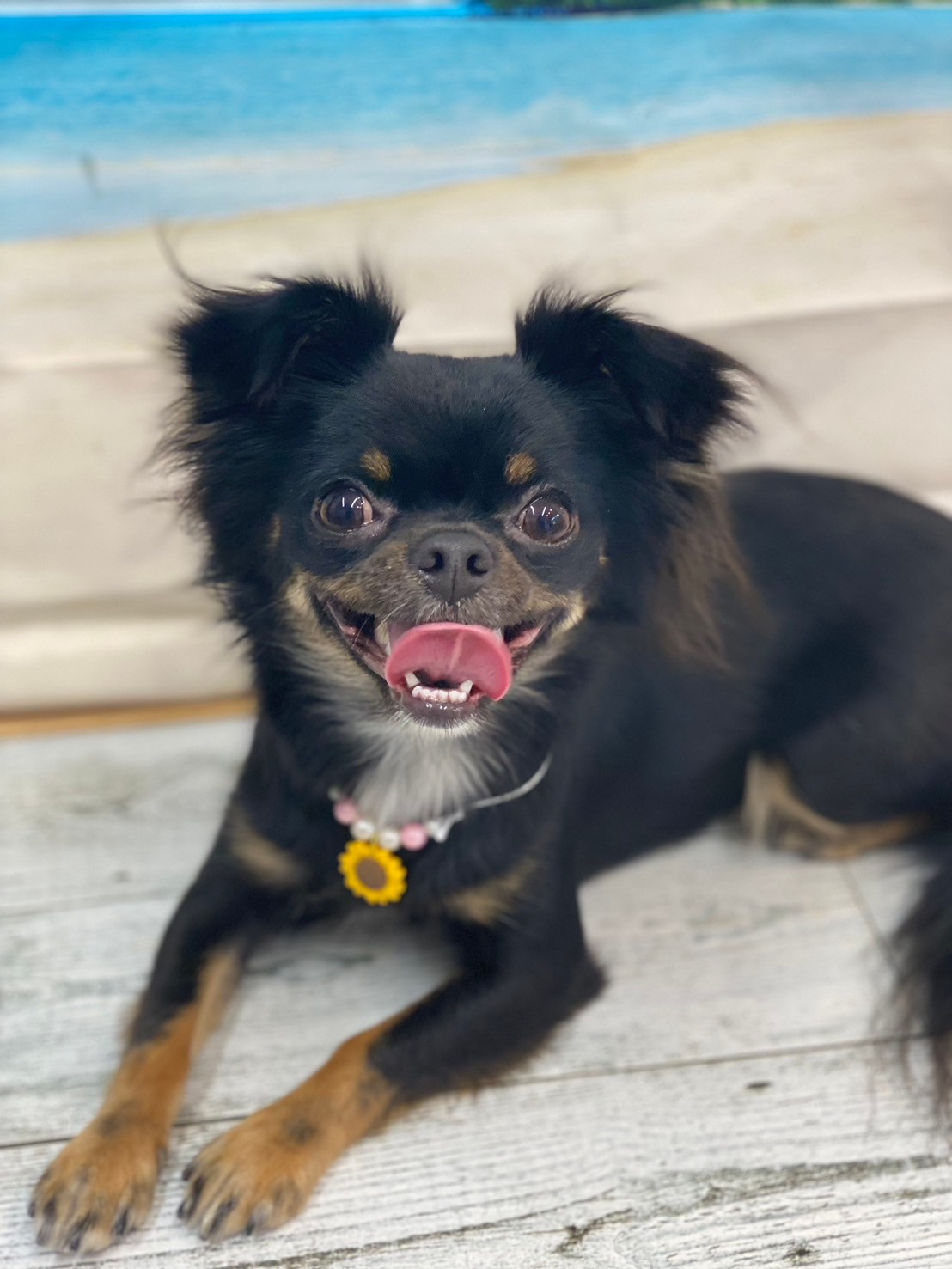 �I���[�W�� 7���̂��q�l