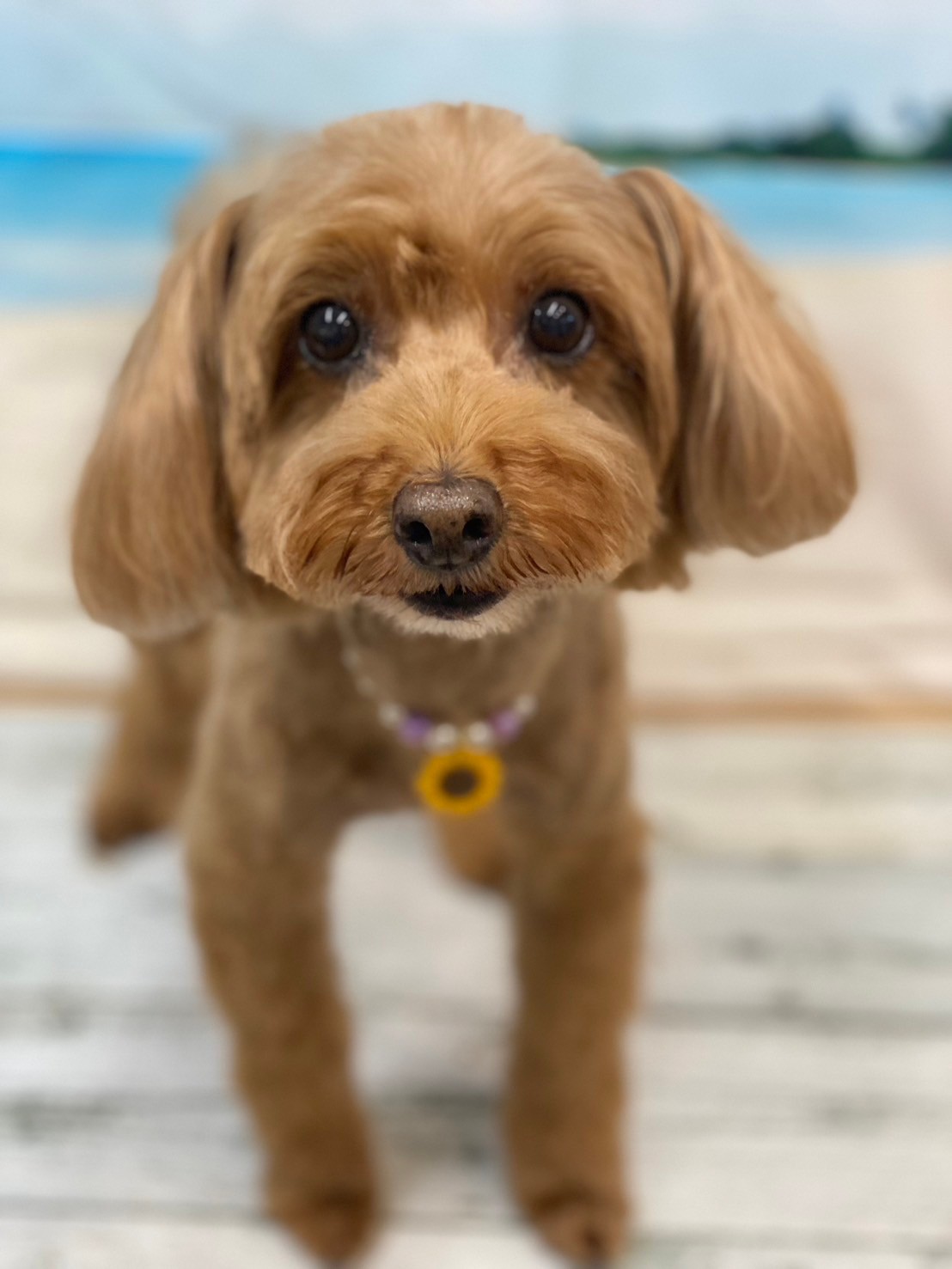 �I���[�W�� 7���̂��q�l