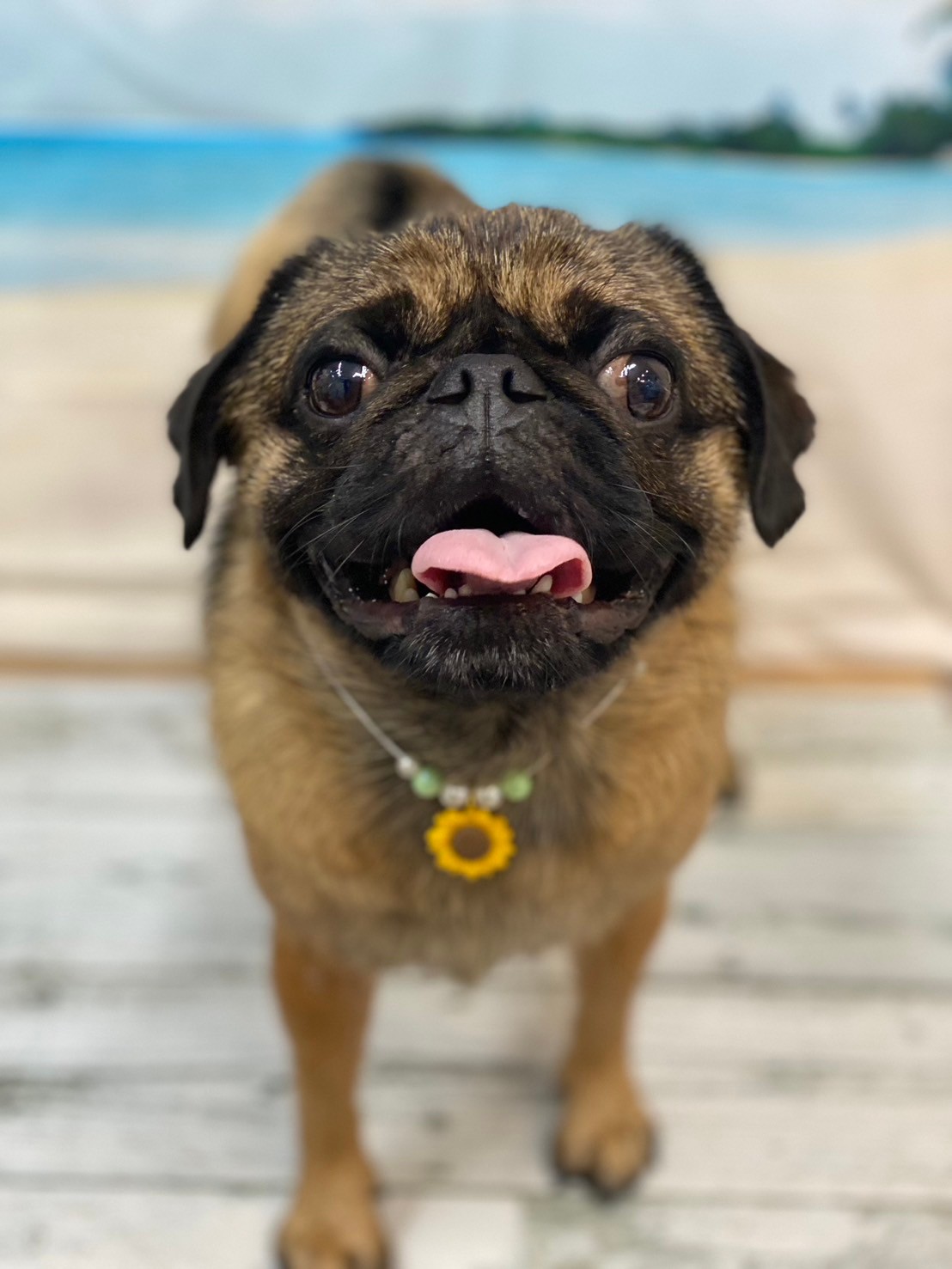 �I���[�W�� 7���̂��q�l