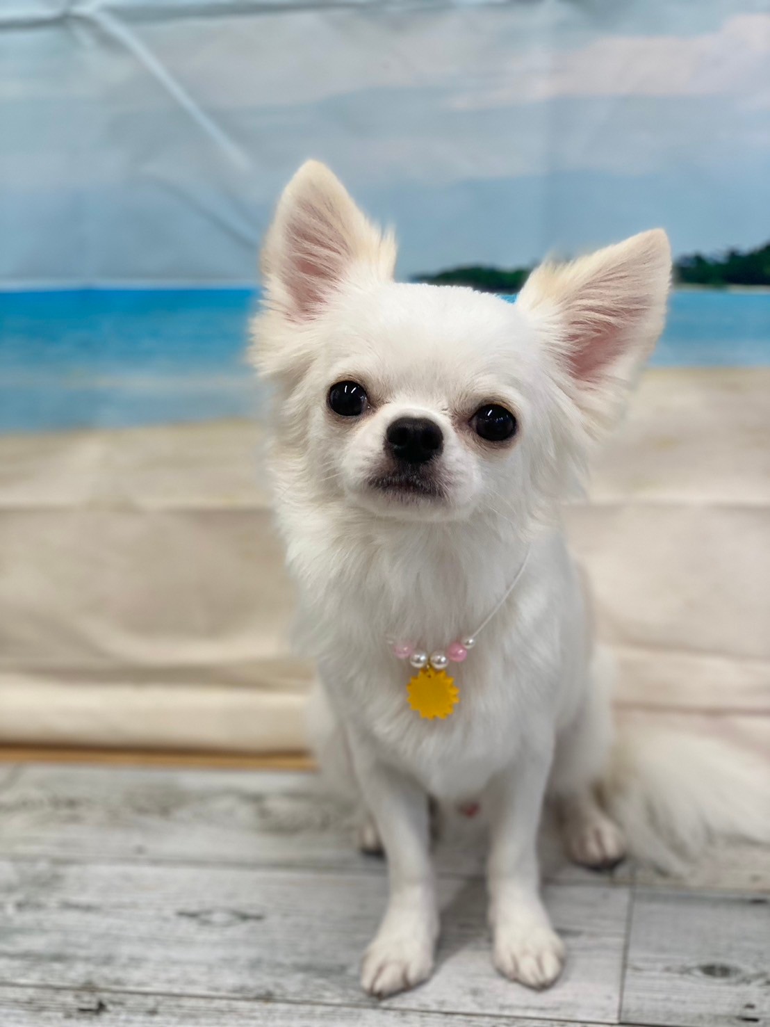 �I���[�W�� 7���̂��q�l