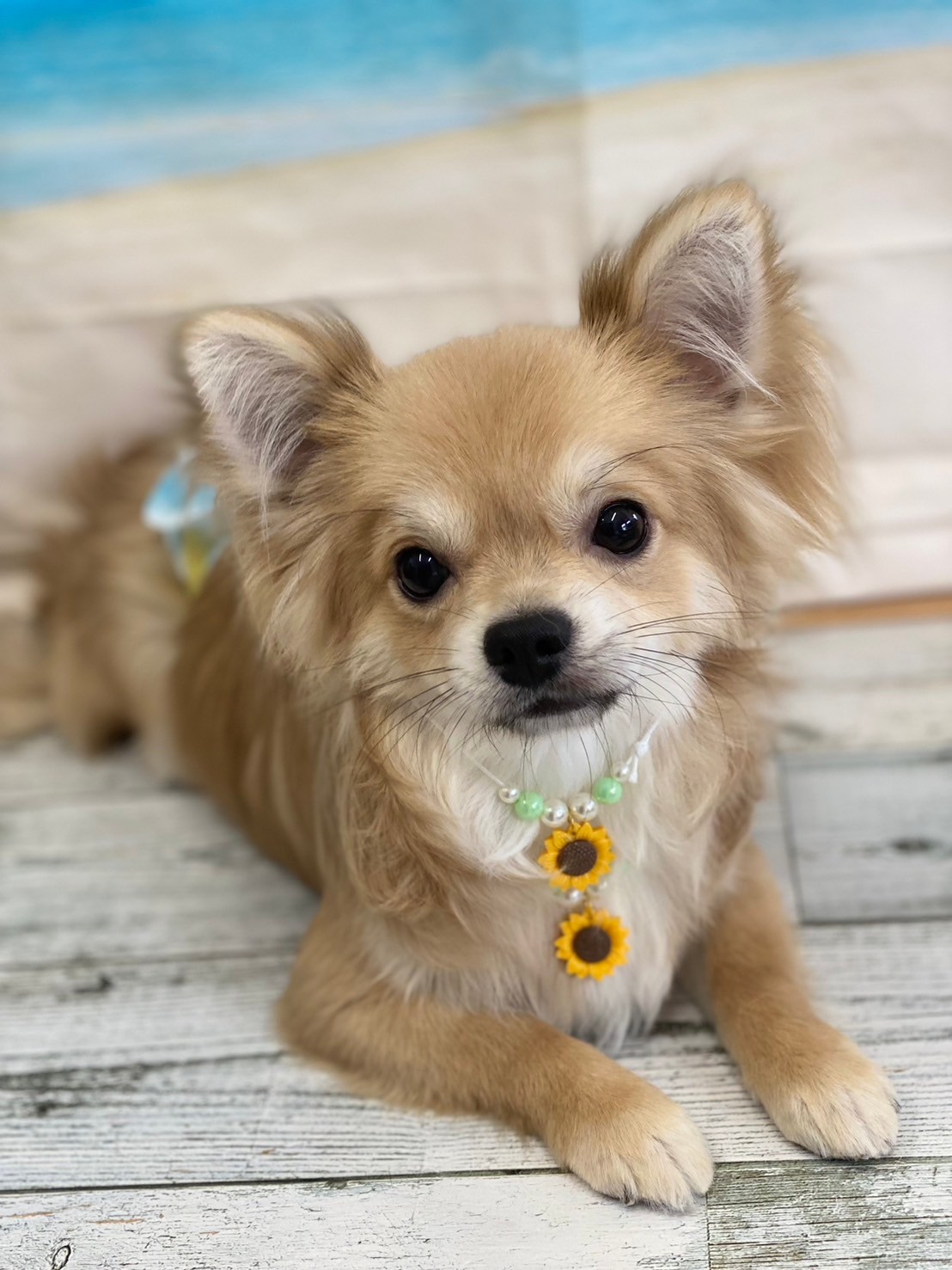 �I���[�W�� 7���̂��q�l