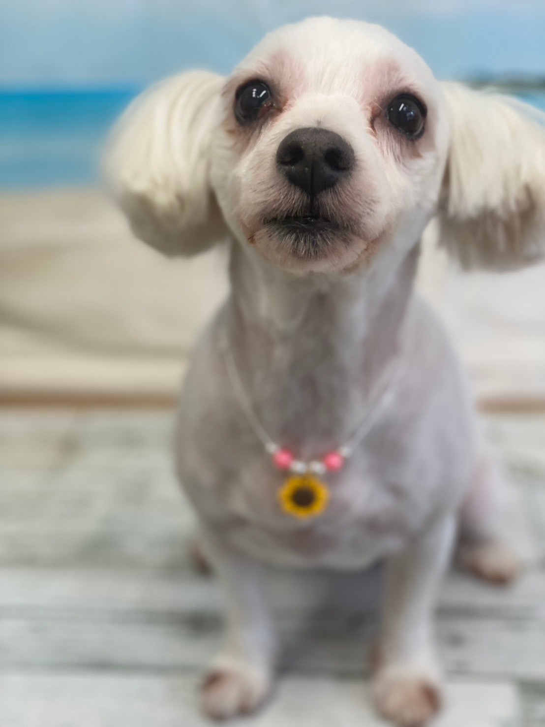 �I���[�W�� 7���̂��q�l