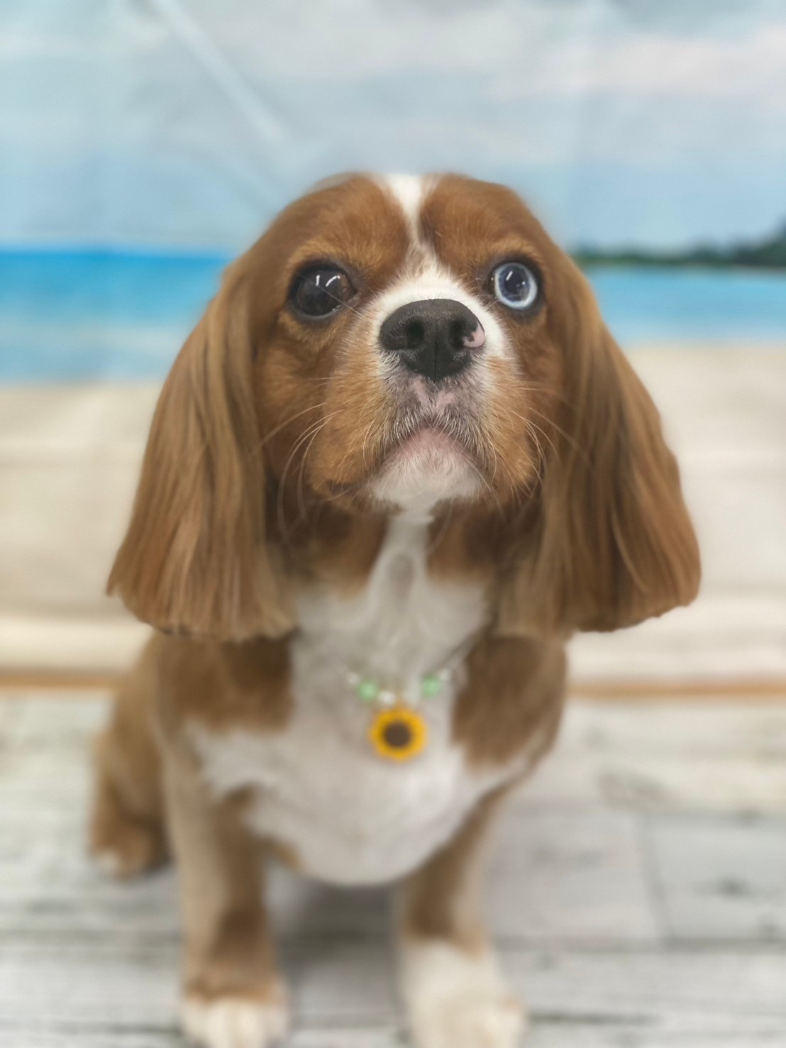 �I���[�W�� 7���̂��q�l