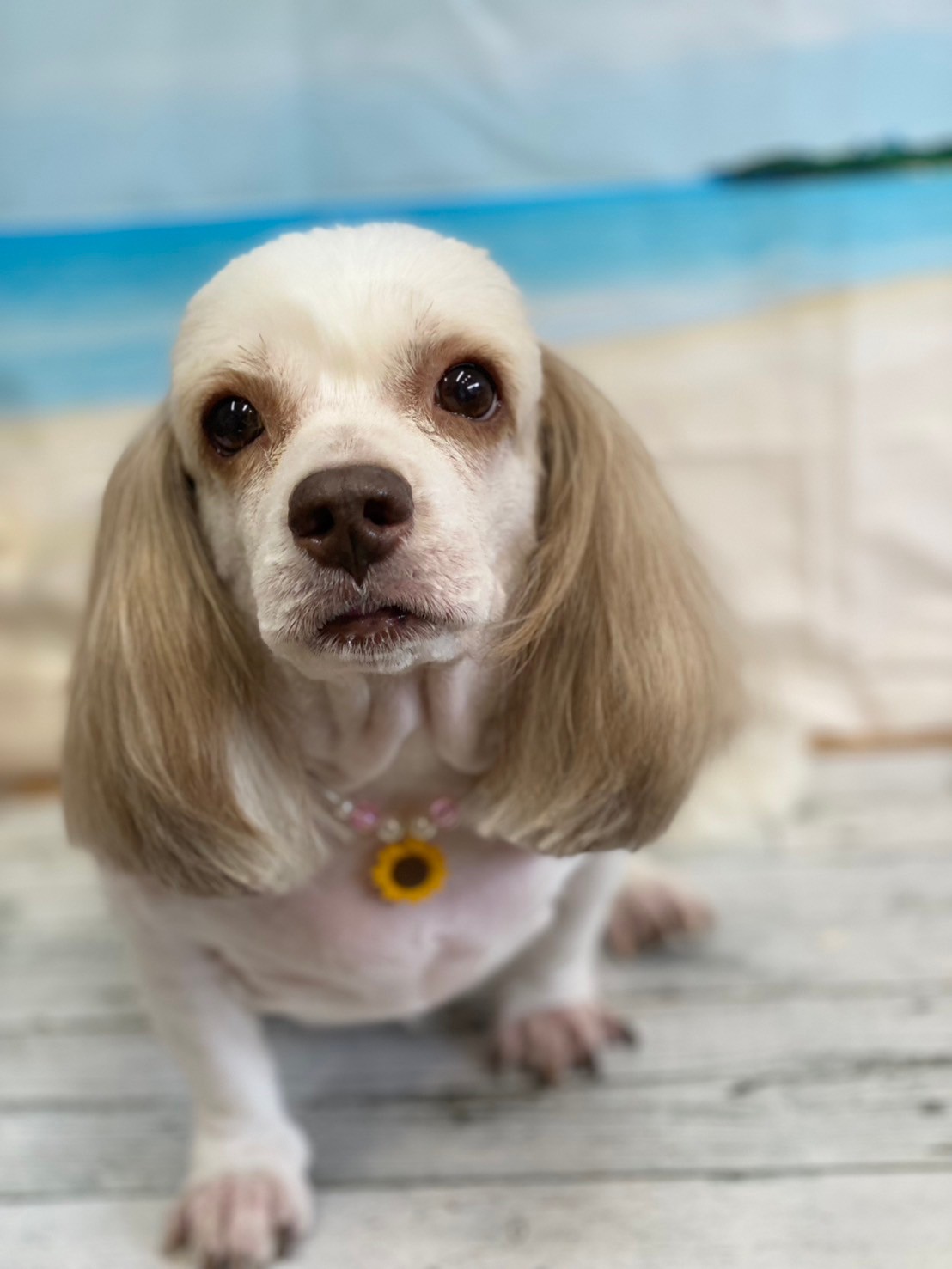 �I���[�W�� 7���̂��q�l