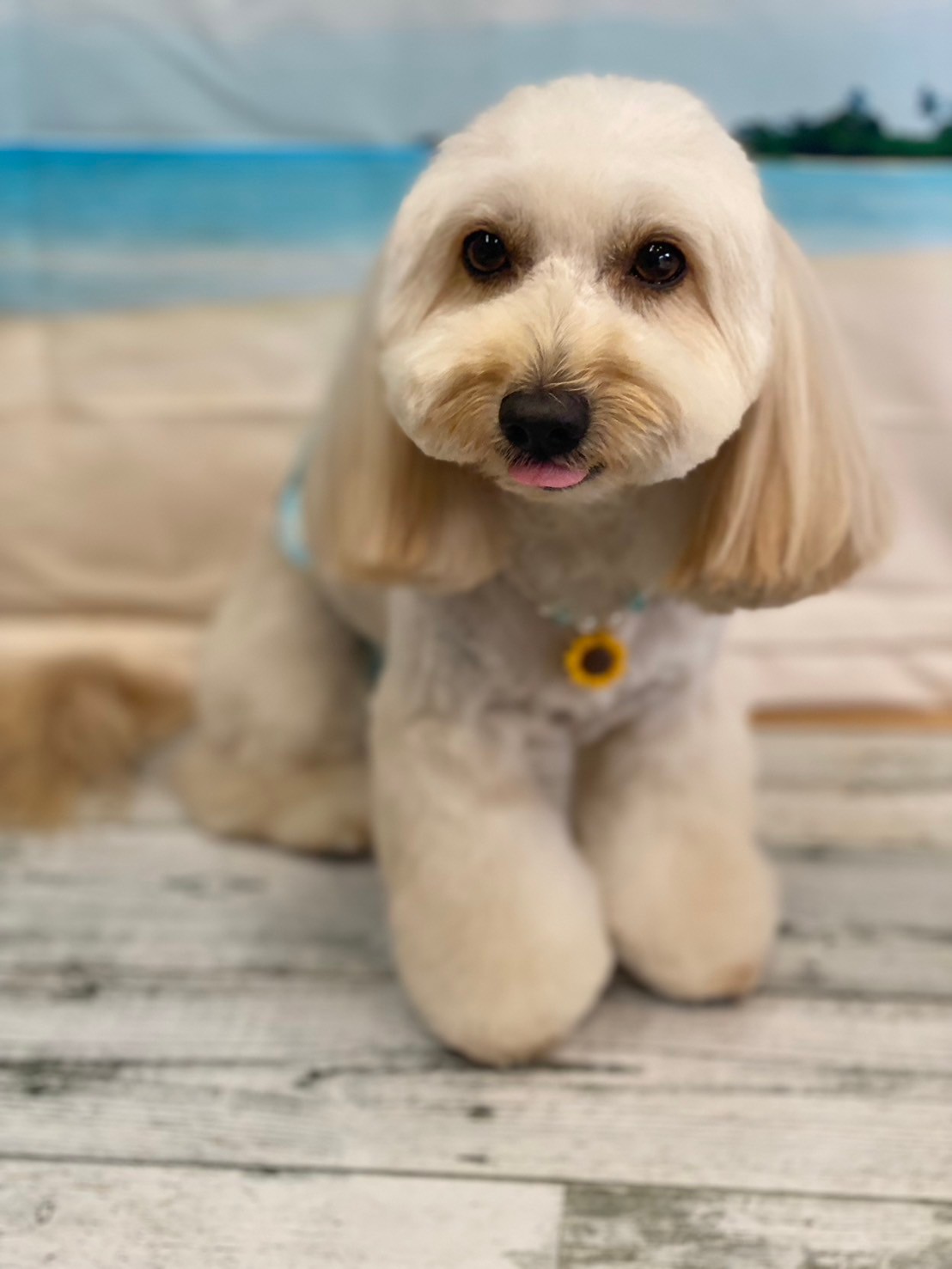 �I���[�W�� 7���̂��q�l