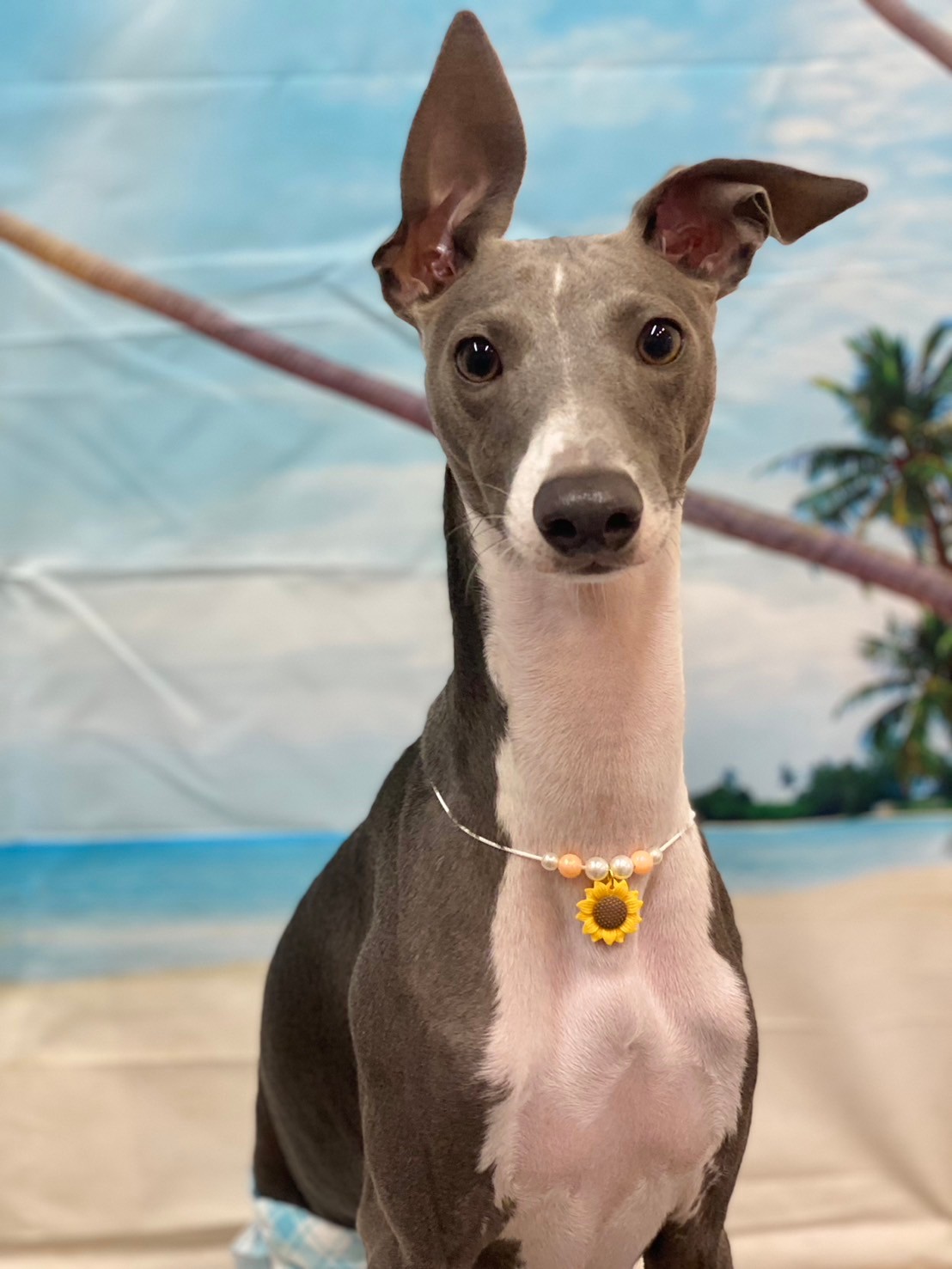 �I���[�W�� 7���̂��q�l