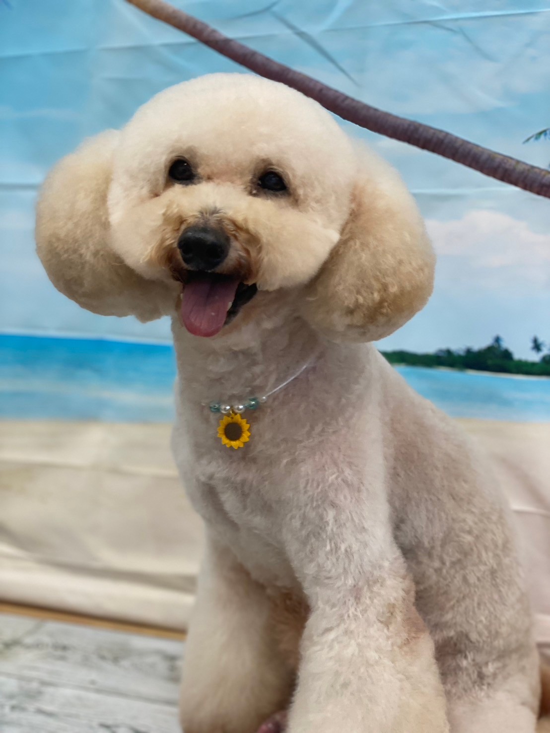 �I���[�W�� 7���̂��q�l