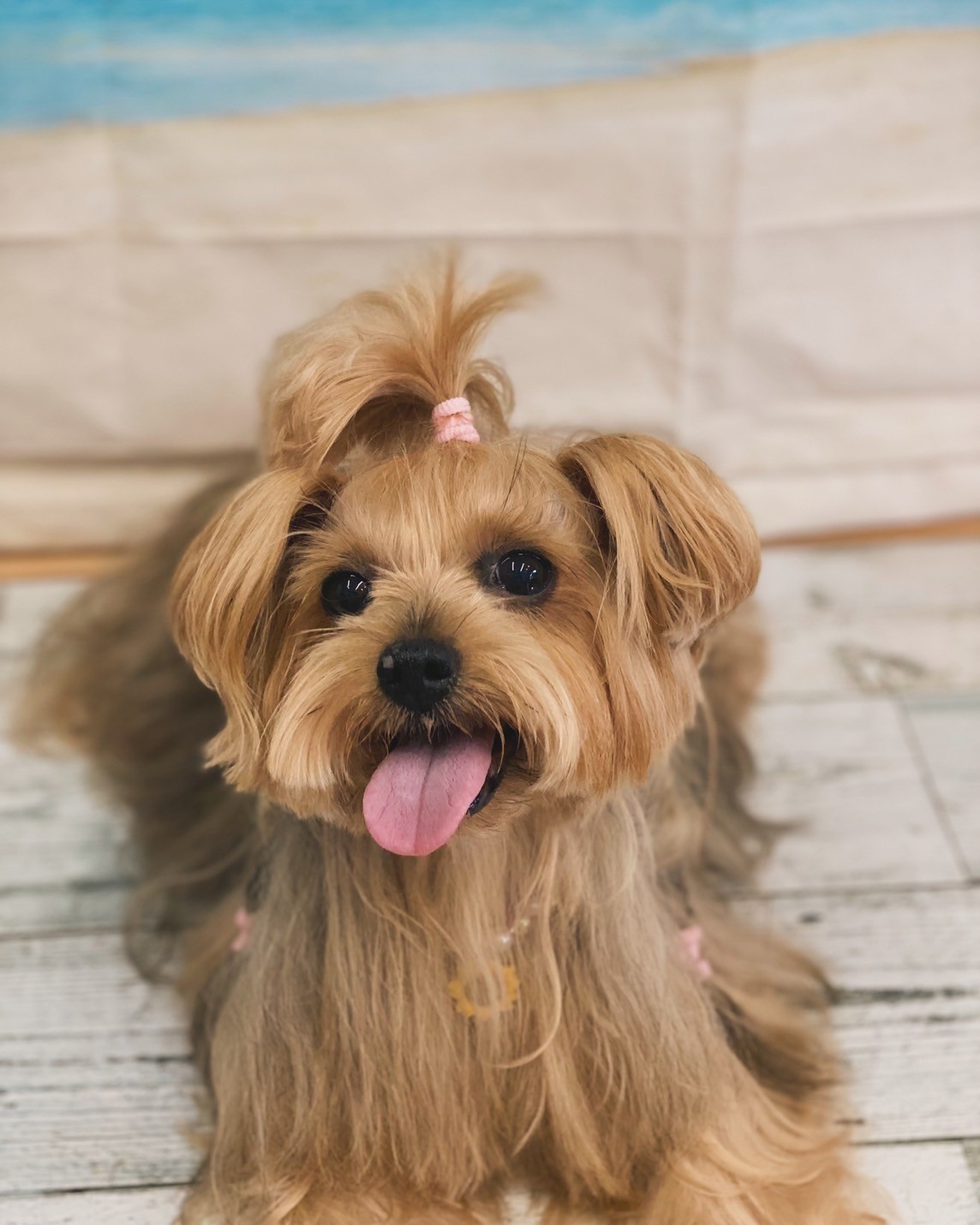 �I���[�W�� 7���̂��q�l