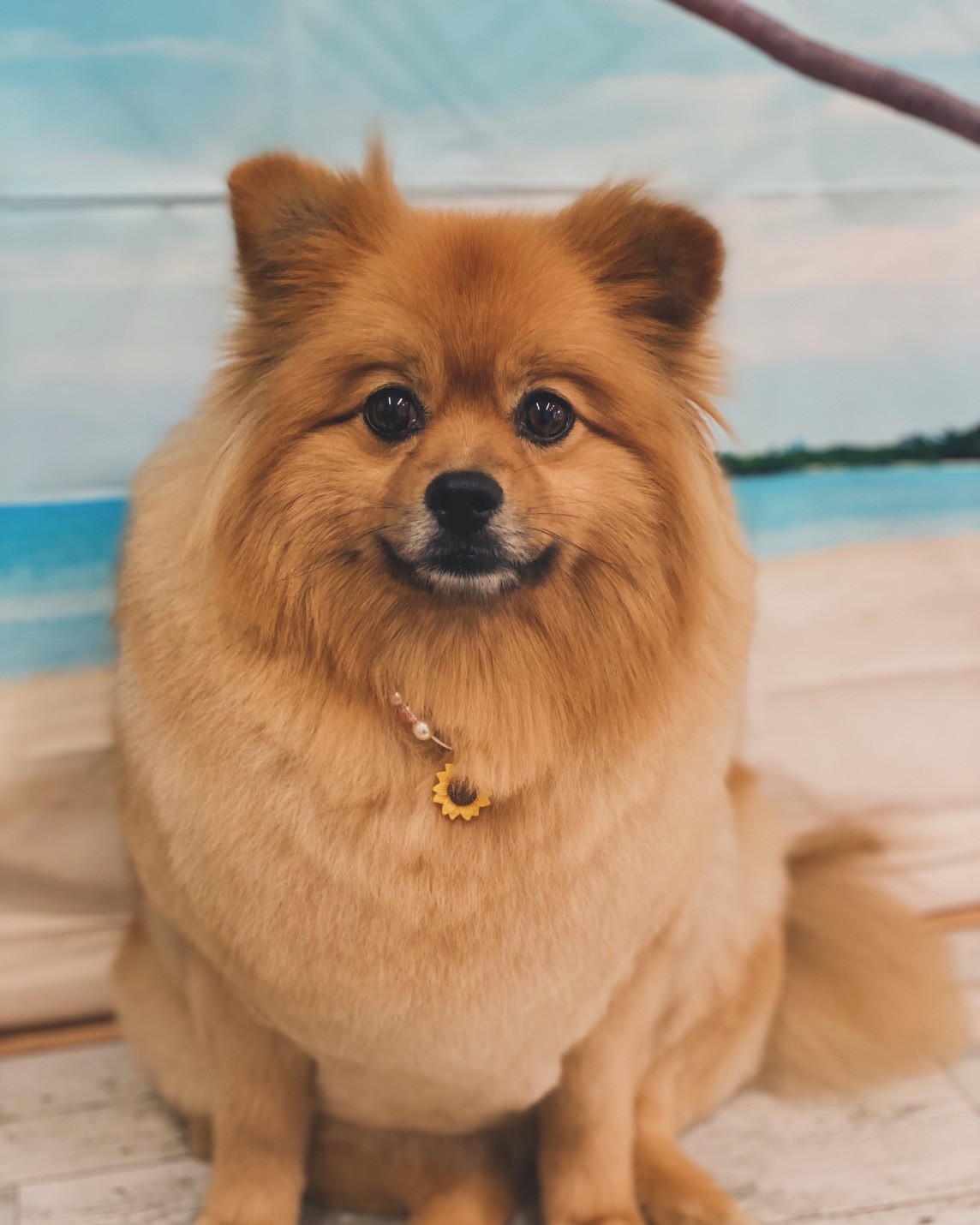 �I���[�W�� 7���̂��q�l