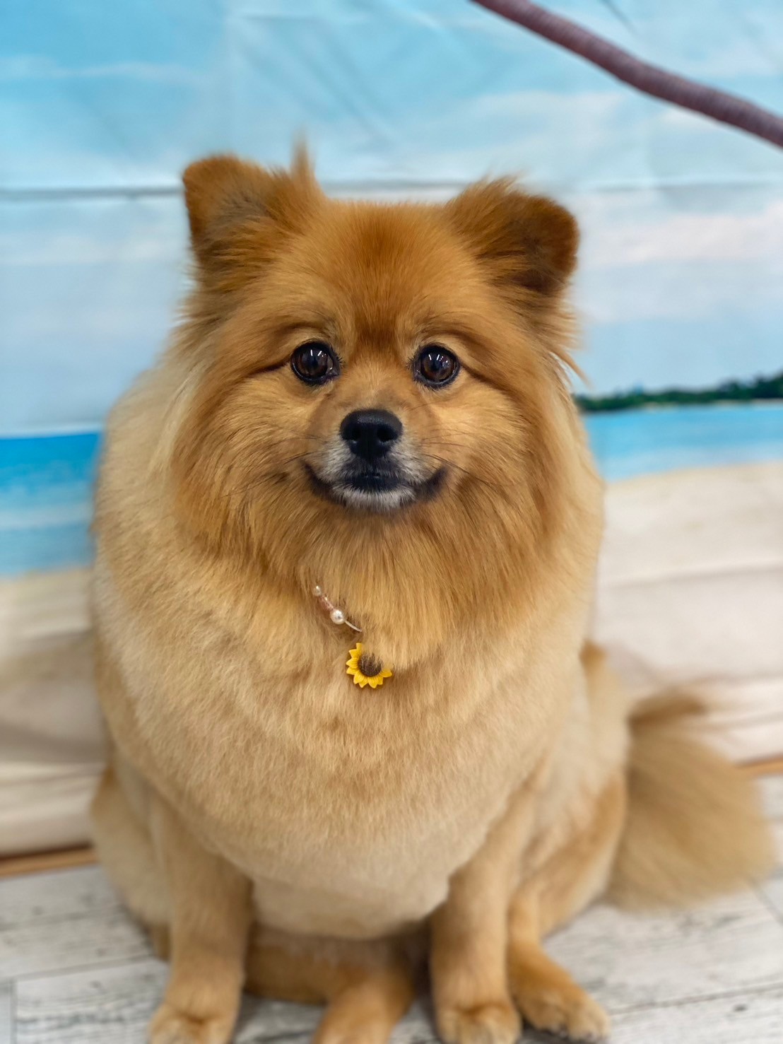 �I���[�W�� 7���̂��q�l