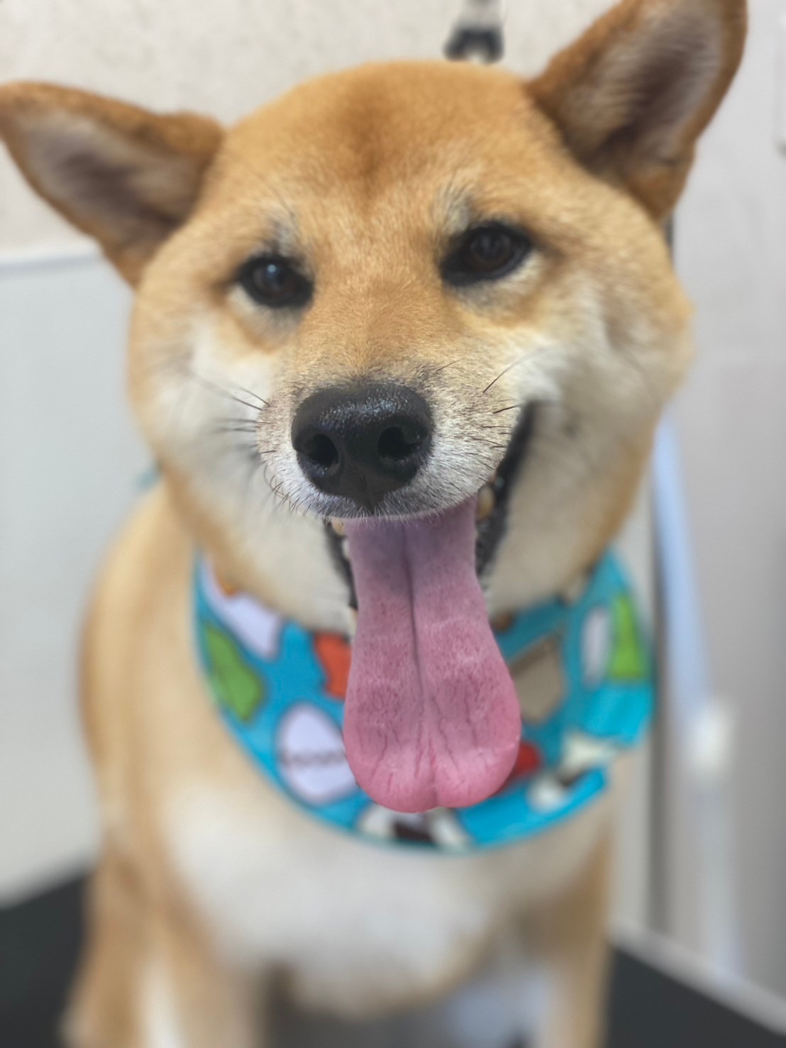 �I���[�W�� 7���̂��q�l