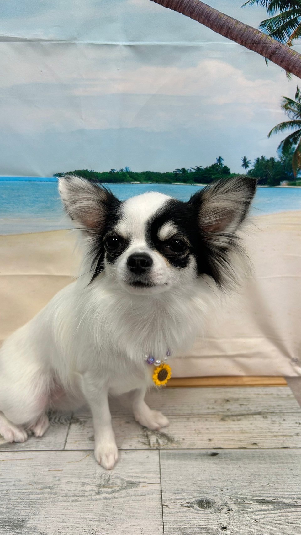 �I���[�W�� 7���̂��q�l