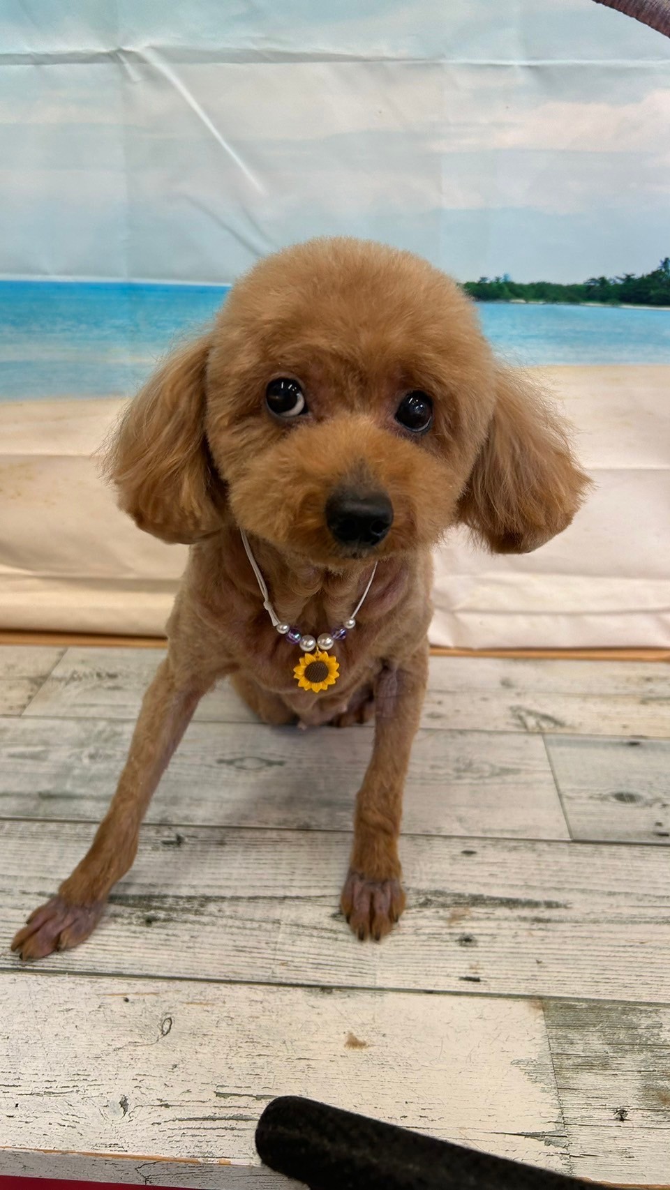 �I���[�W�� 7���̂��q�l