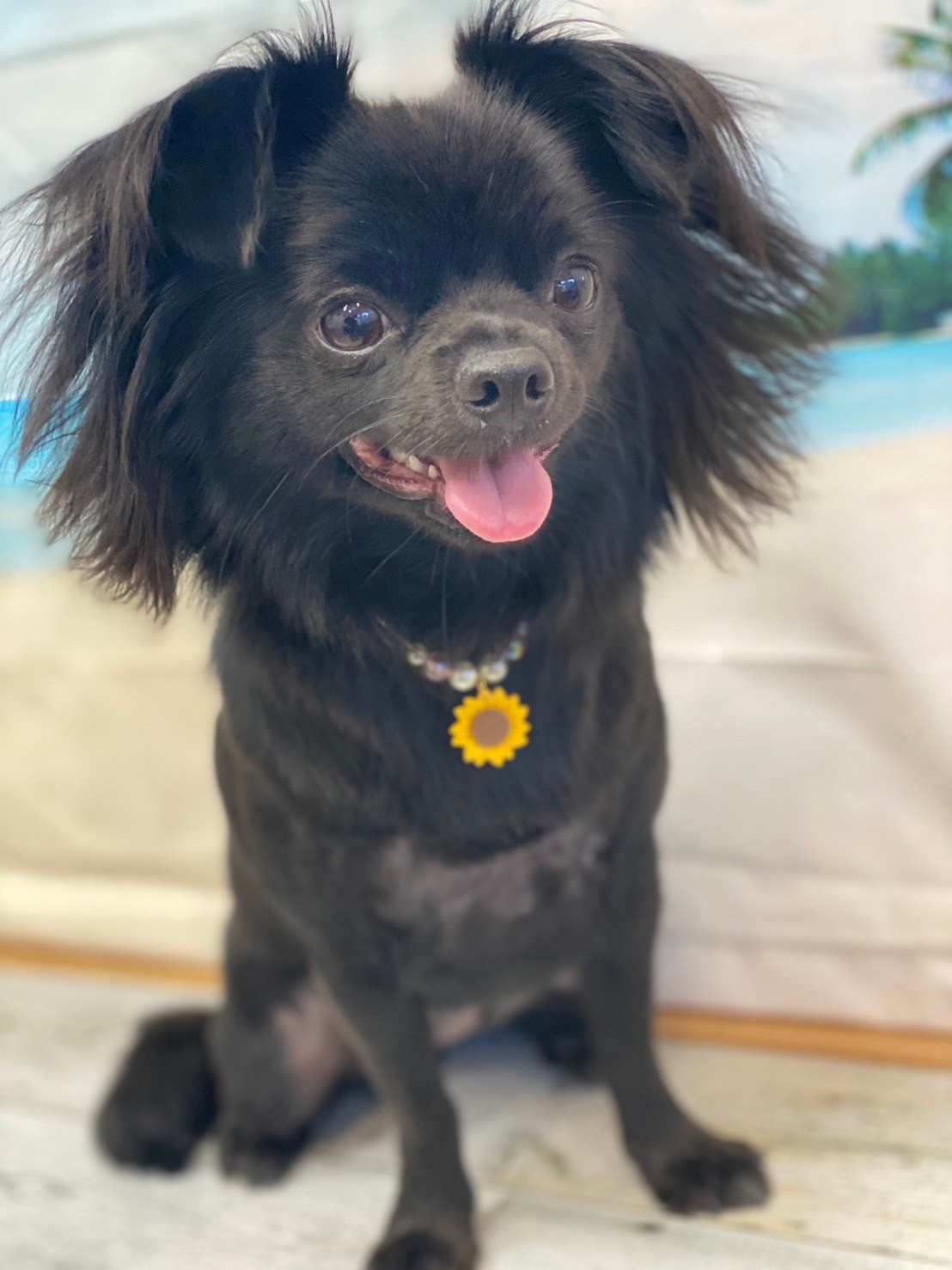 �I���[�W�� 7���̂��q�l