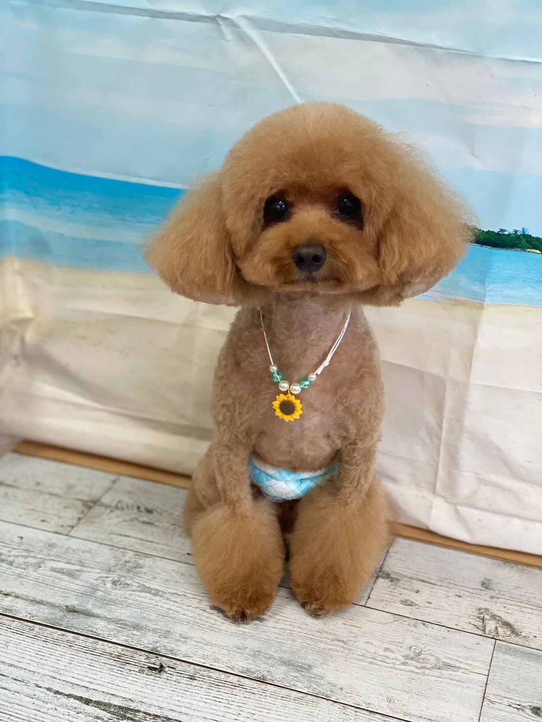 �I���[�W�� 7���̂��q�l