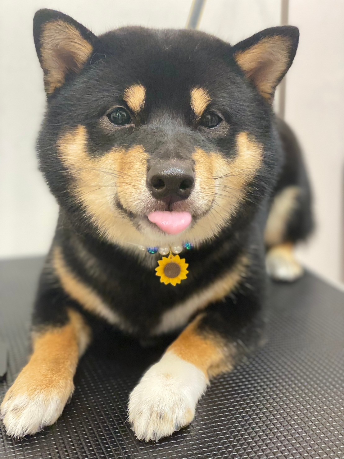 �I���[�W�� 7���̂��q�l