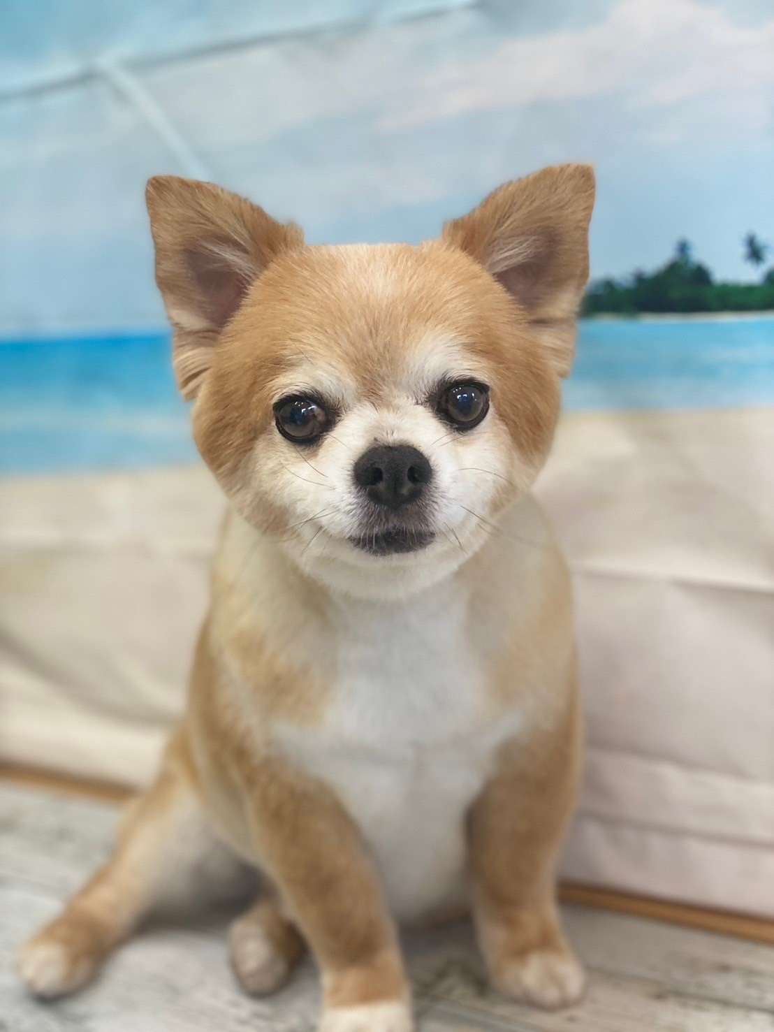 �I���[�W�� 7���̂��q�l