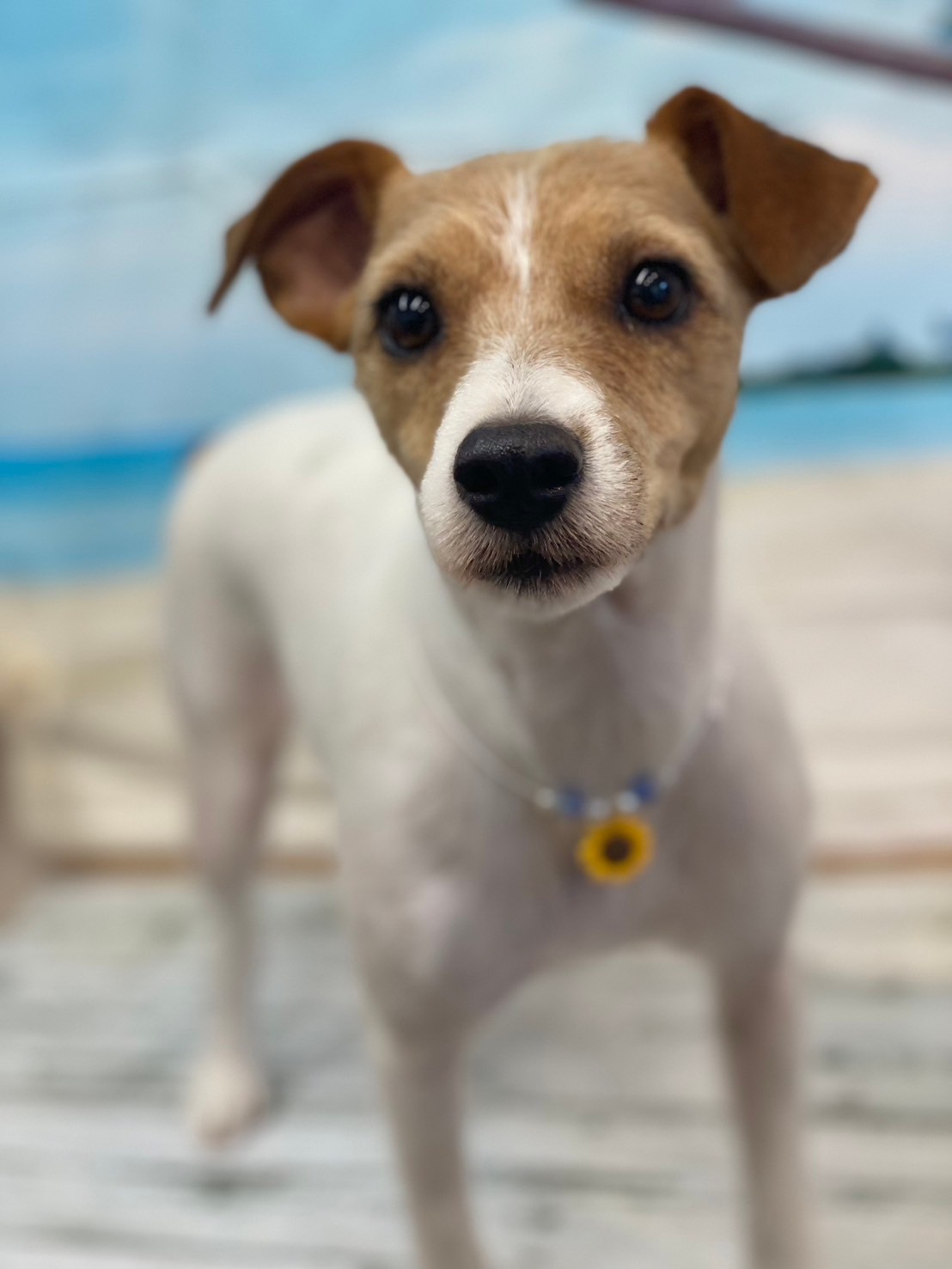 �I���[�W�� 7���̂��q�l