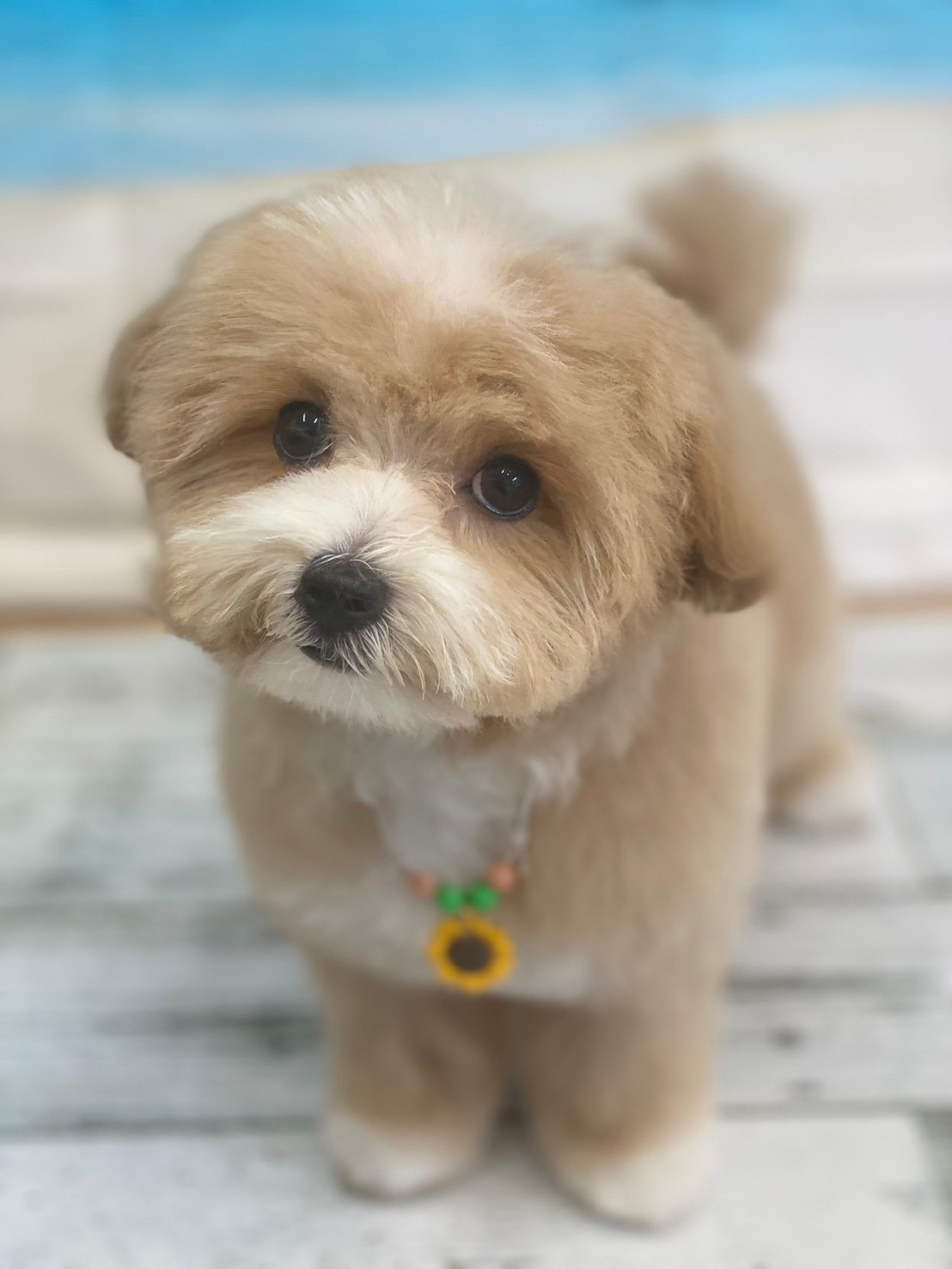 �I���[�W�� 7���̂��q�l