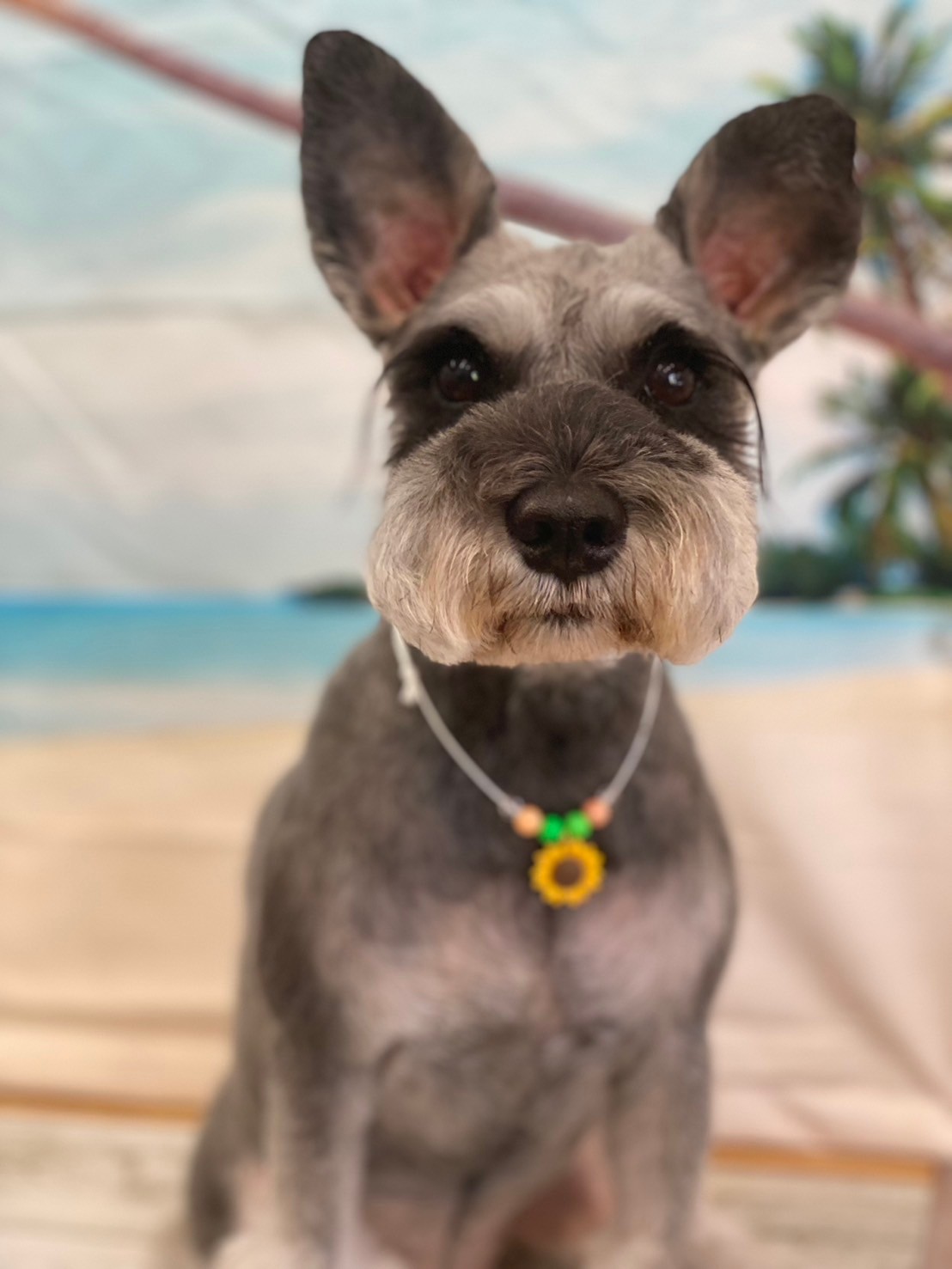 �I���[�W�� 7���̂��q�l