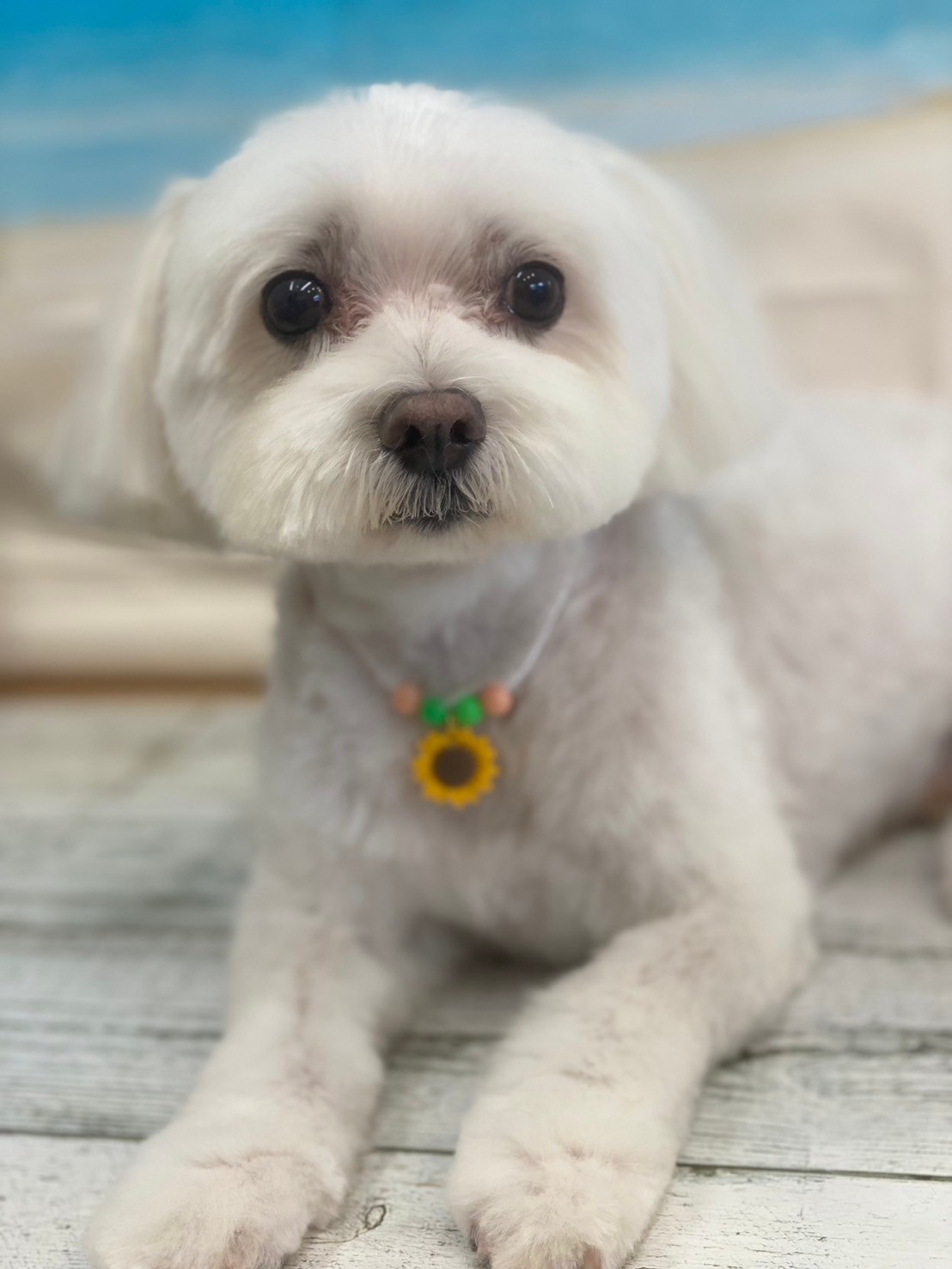 �I���[�W�� 7���̂��q�l