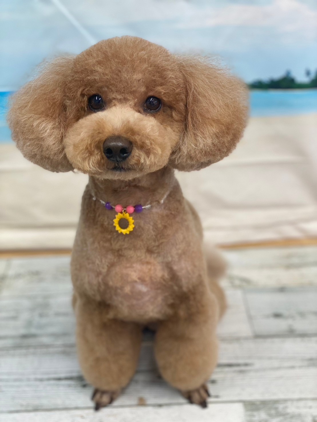 �I���[�W�� 7���̂��q�l