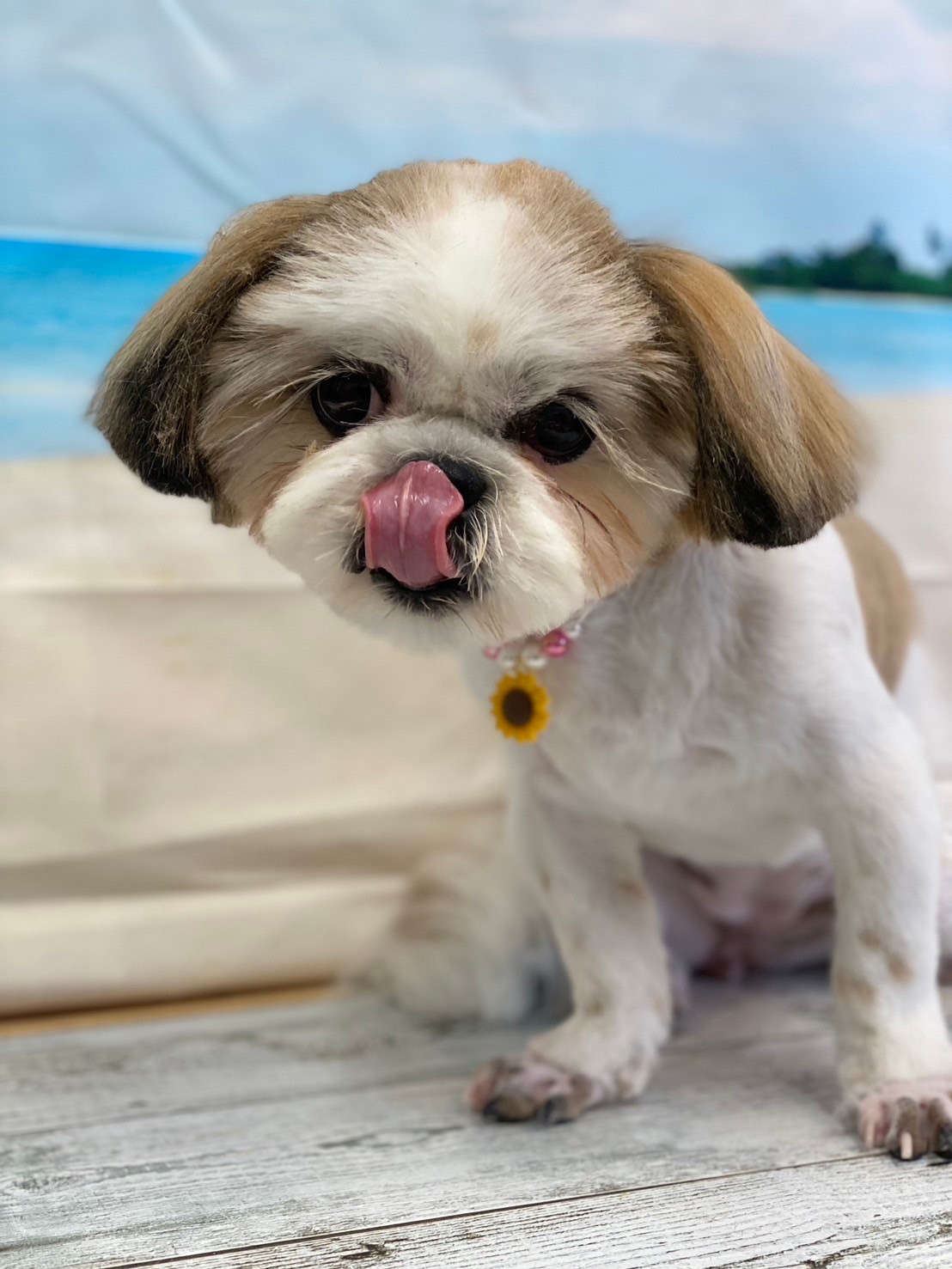 �I���[�W�� 7���̂��q�l