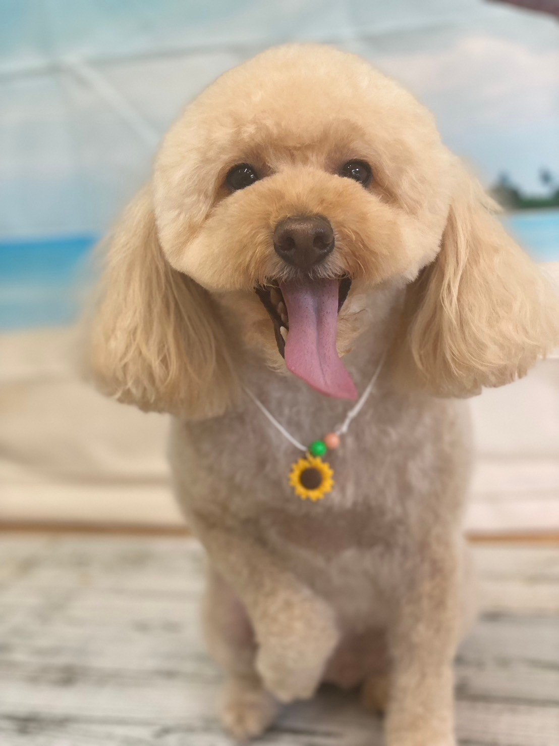 �I���[�W�� 7���̂��q�l