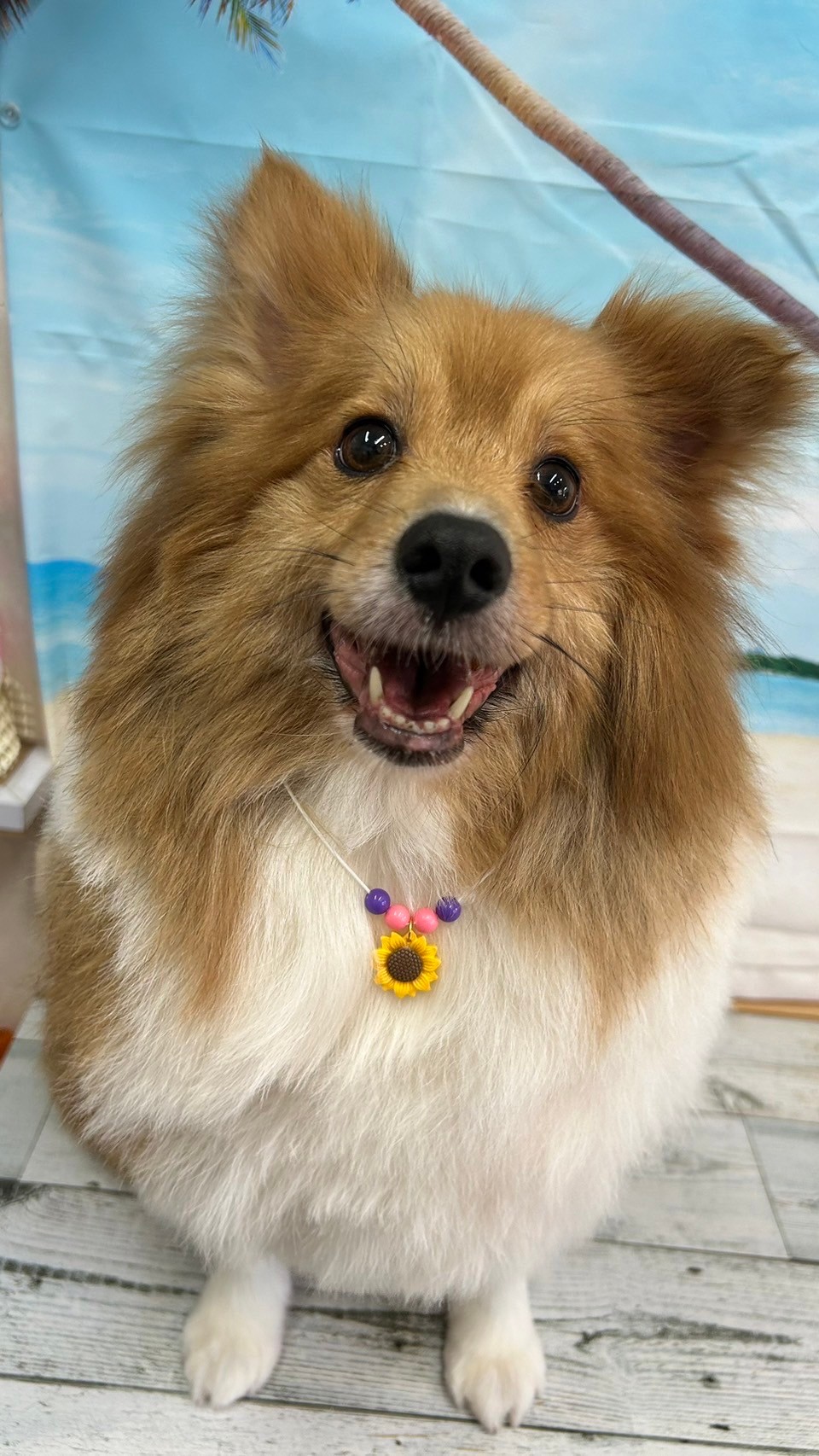 �I���[�W�� 7���̂��q�l