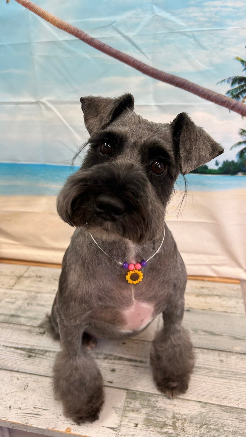 �I���[�W�� 7���̂��q�l