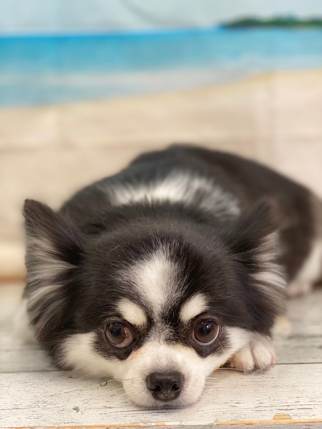 �I���[�W�� 7���̂��q�l