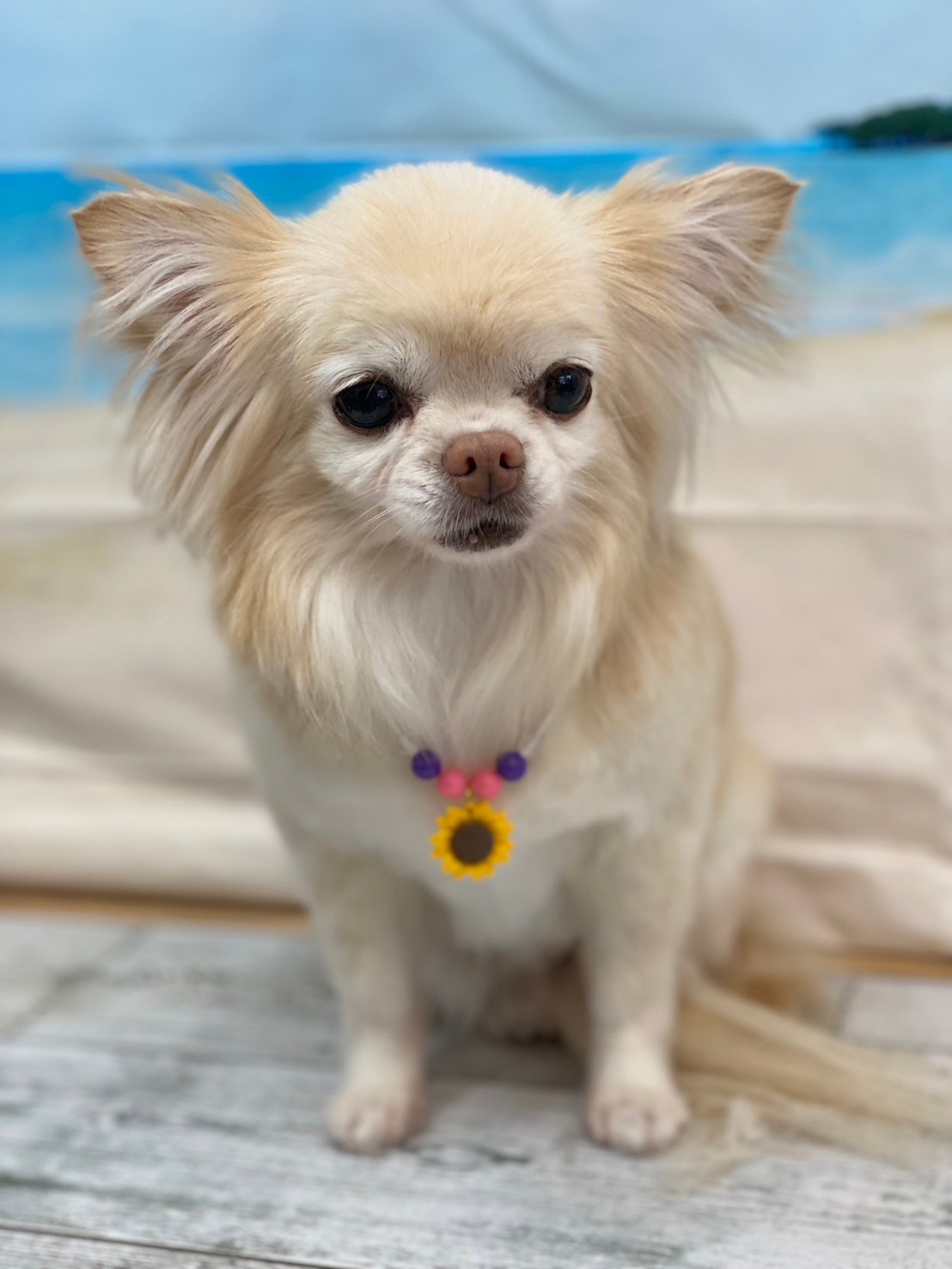 �I���[�W�� 7���̂��q�l