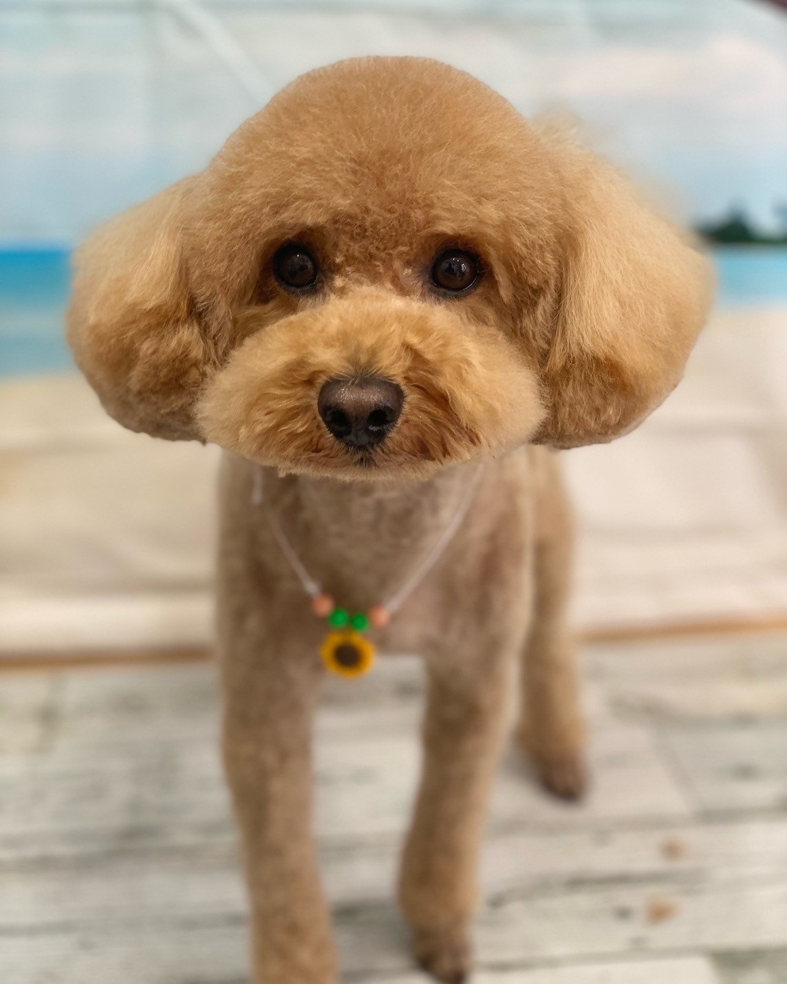 �I���[�W�� 7���̂��q�l