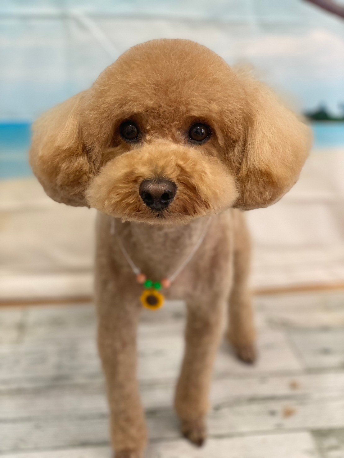 �I���[�W�� 7���̂��q�l