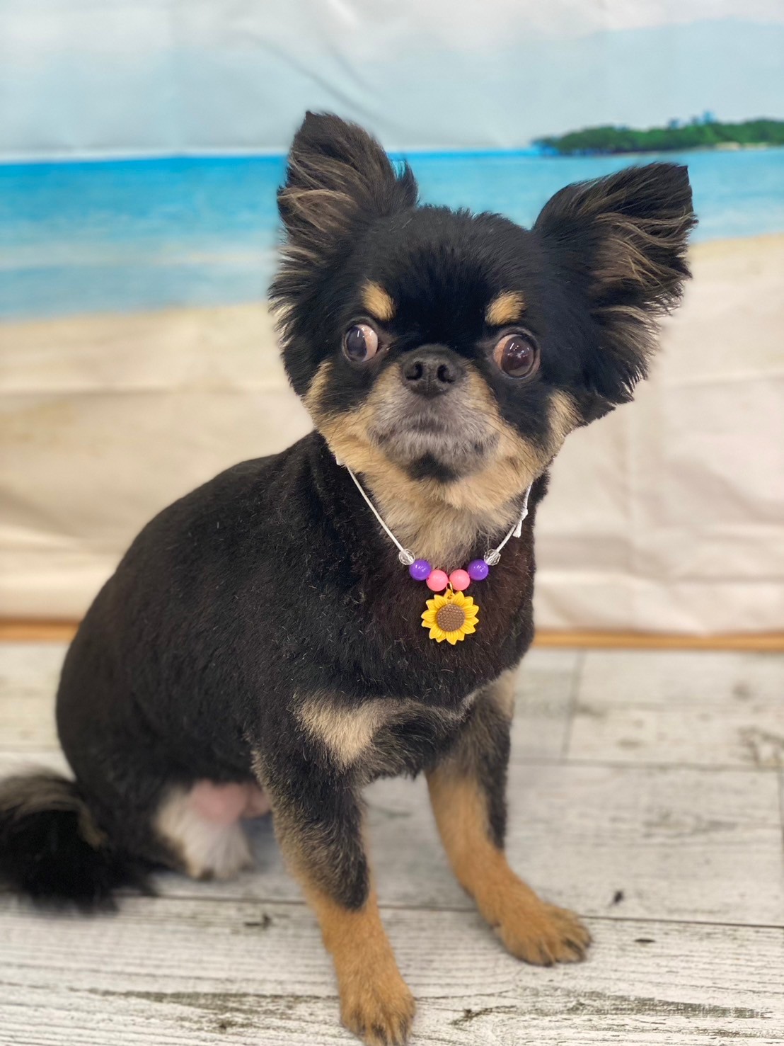 �I���[�W�� 7���̂��q�l