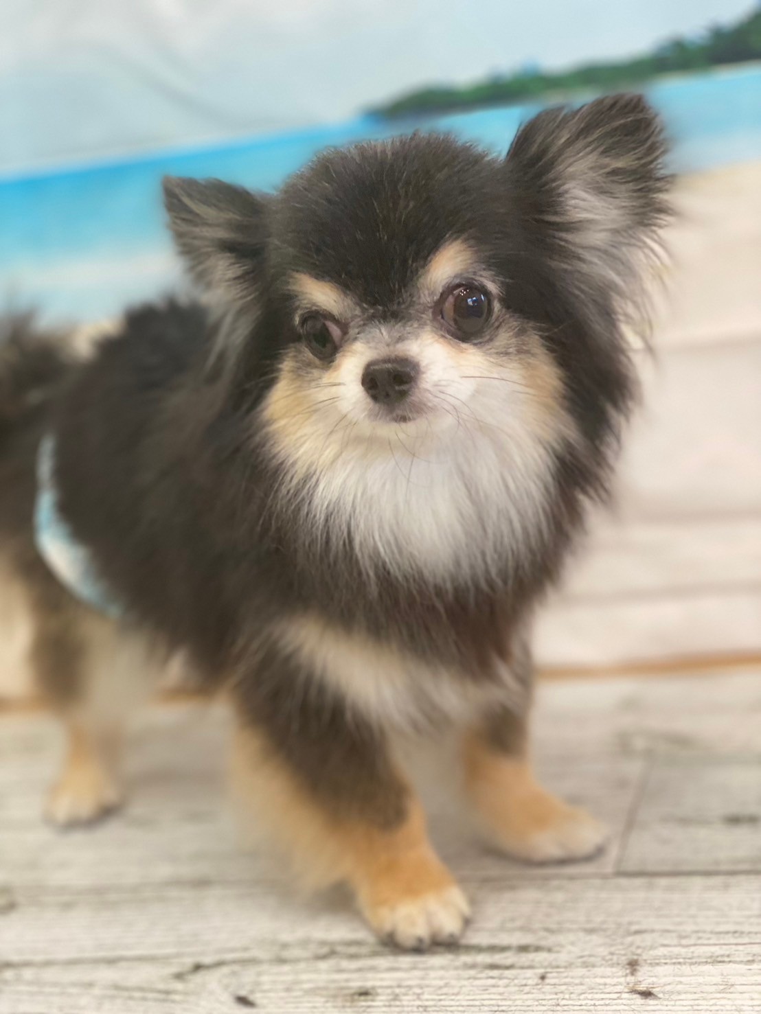 �I���[�W�� 7���̂��q�l