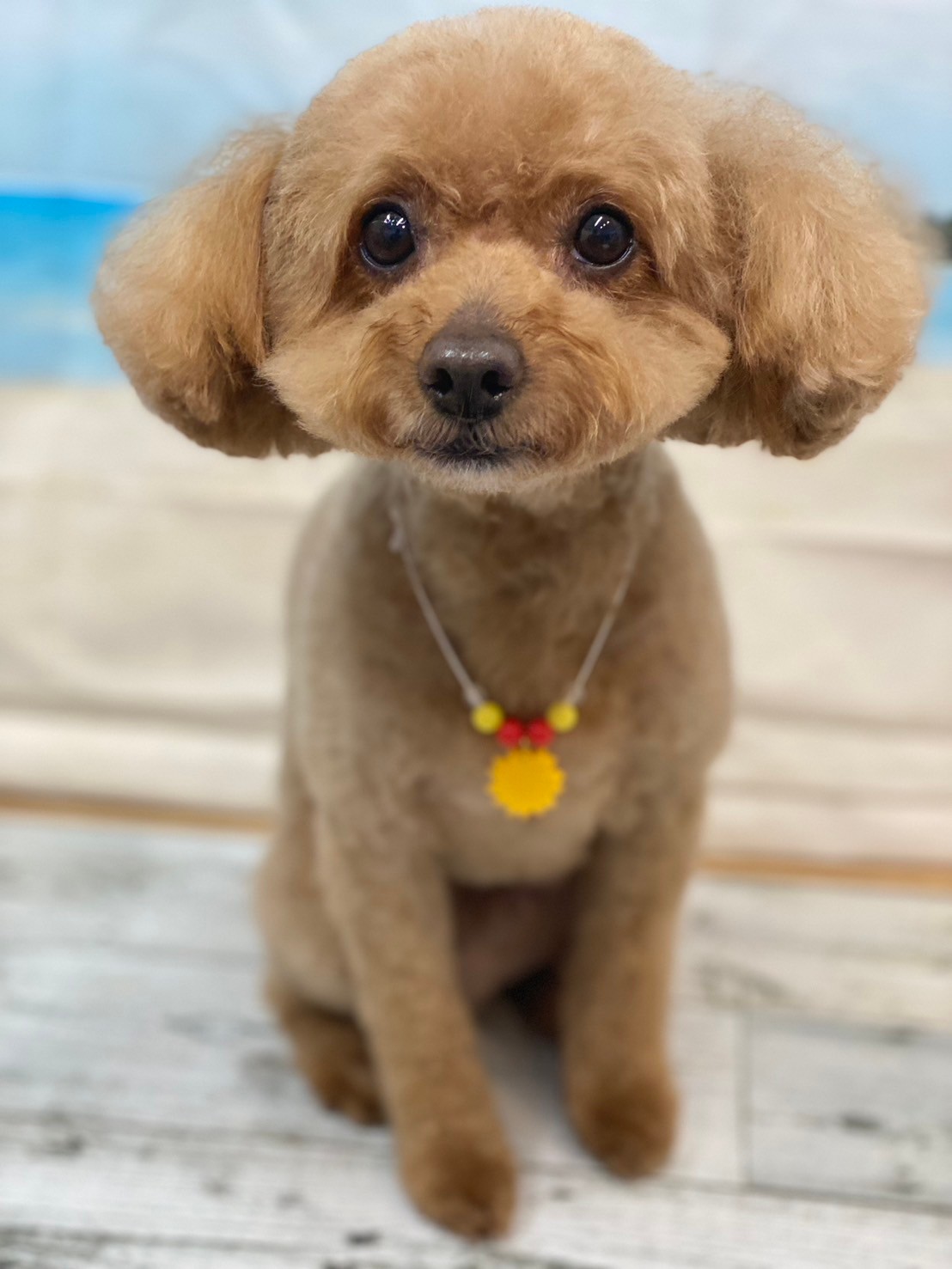 �I���[�W�� 7���̂��q�l