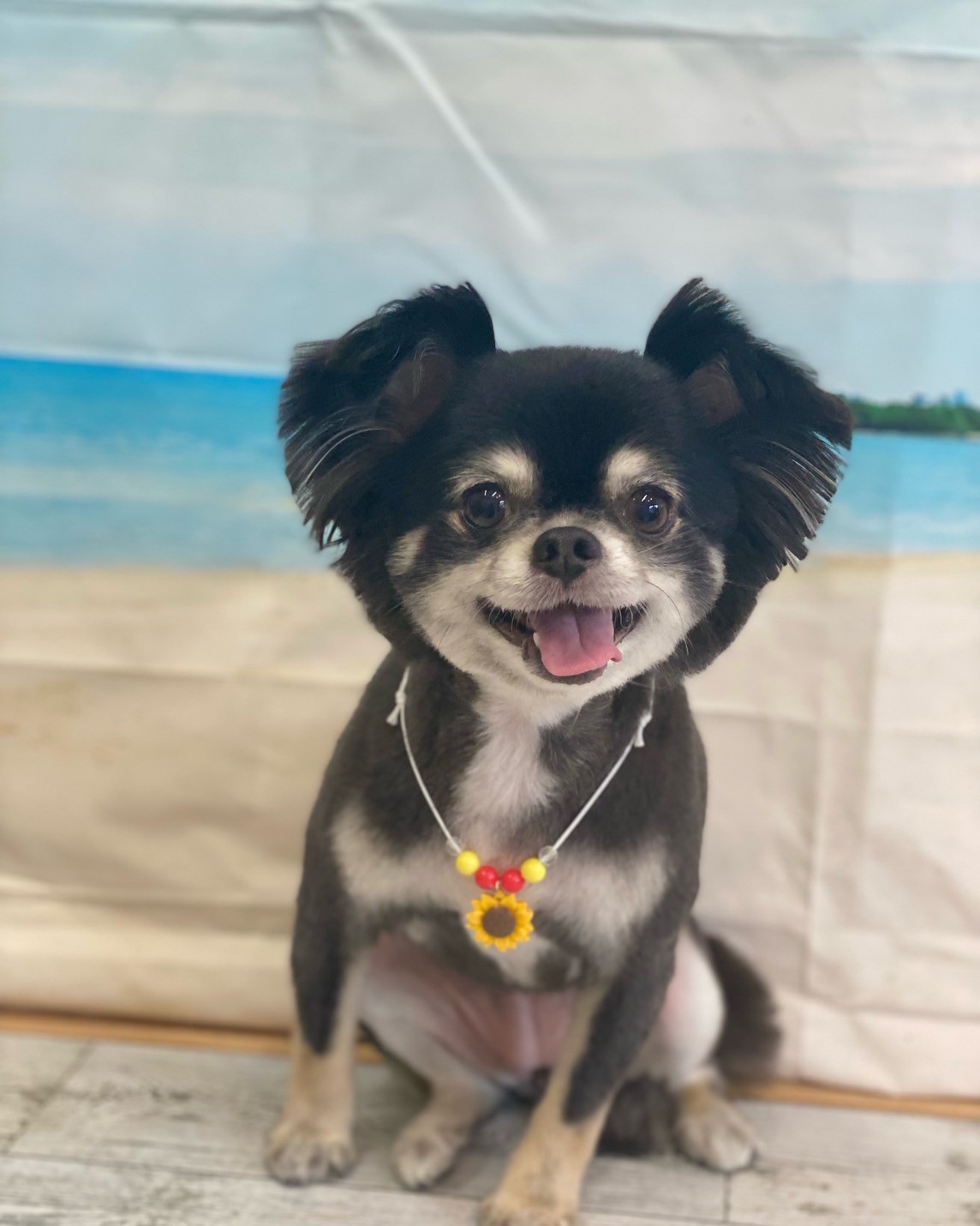 �I���[�W�� 7���̂��q�l