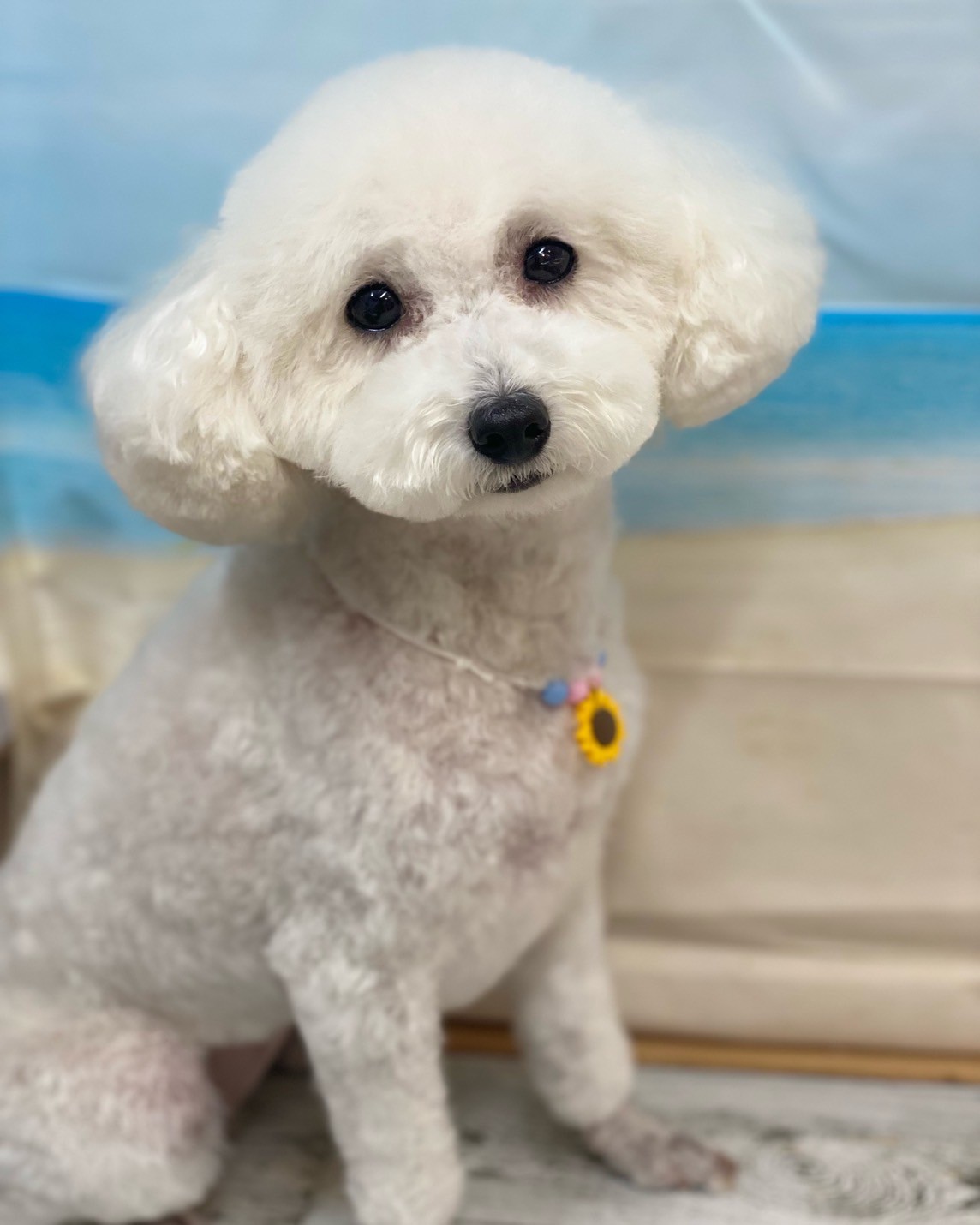 �I���[�W�� 7���̂��q�l