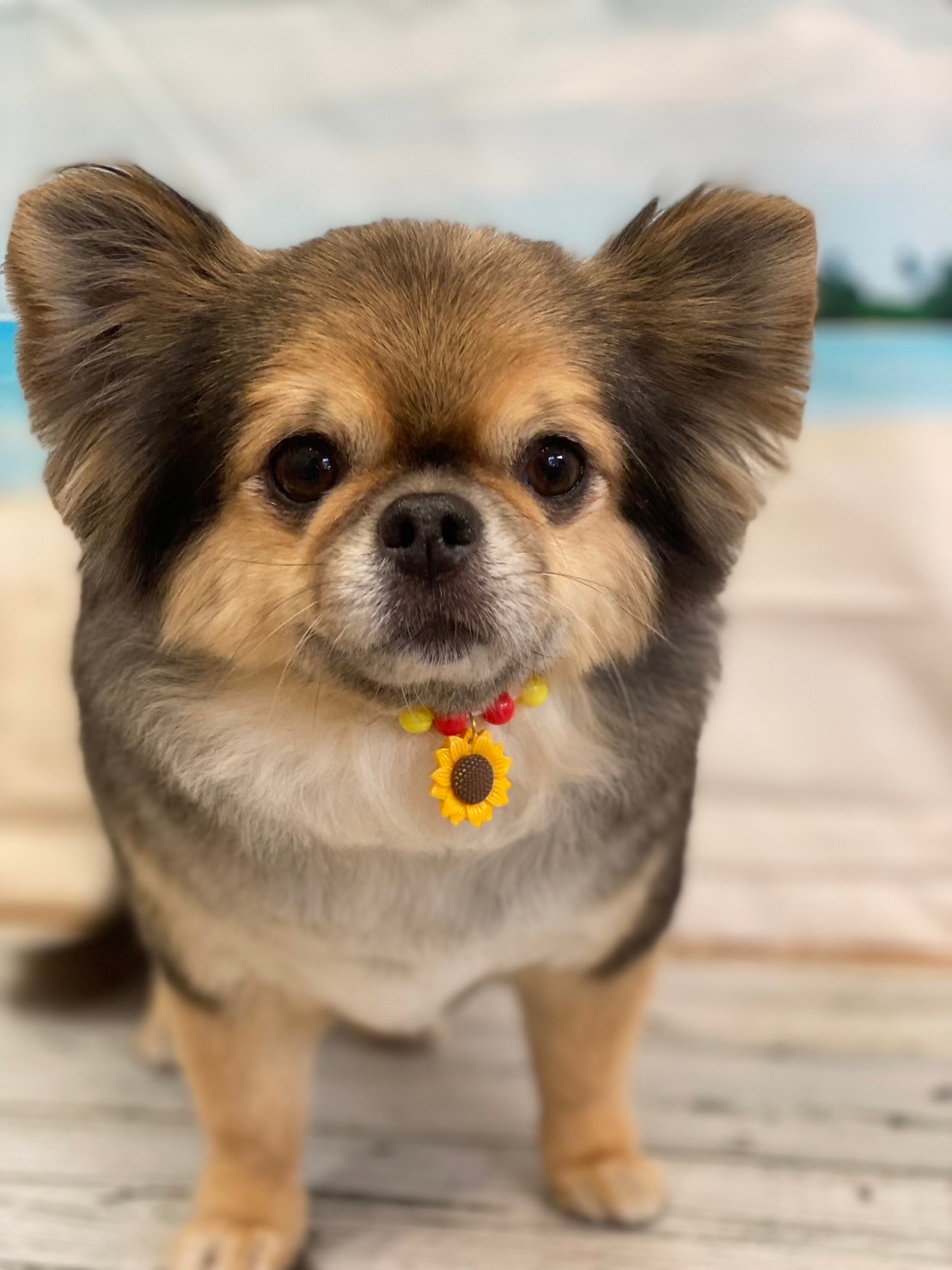 �I���[�W�� 7���̂��q�l