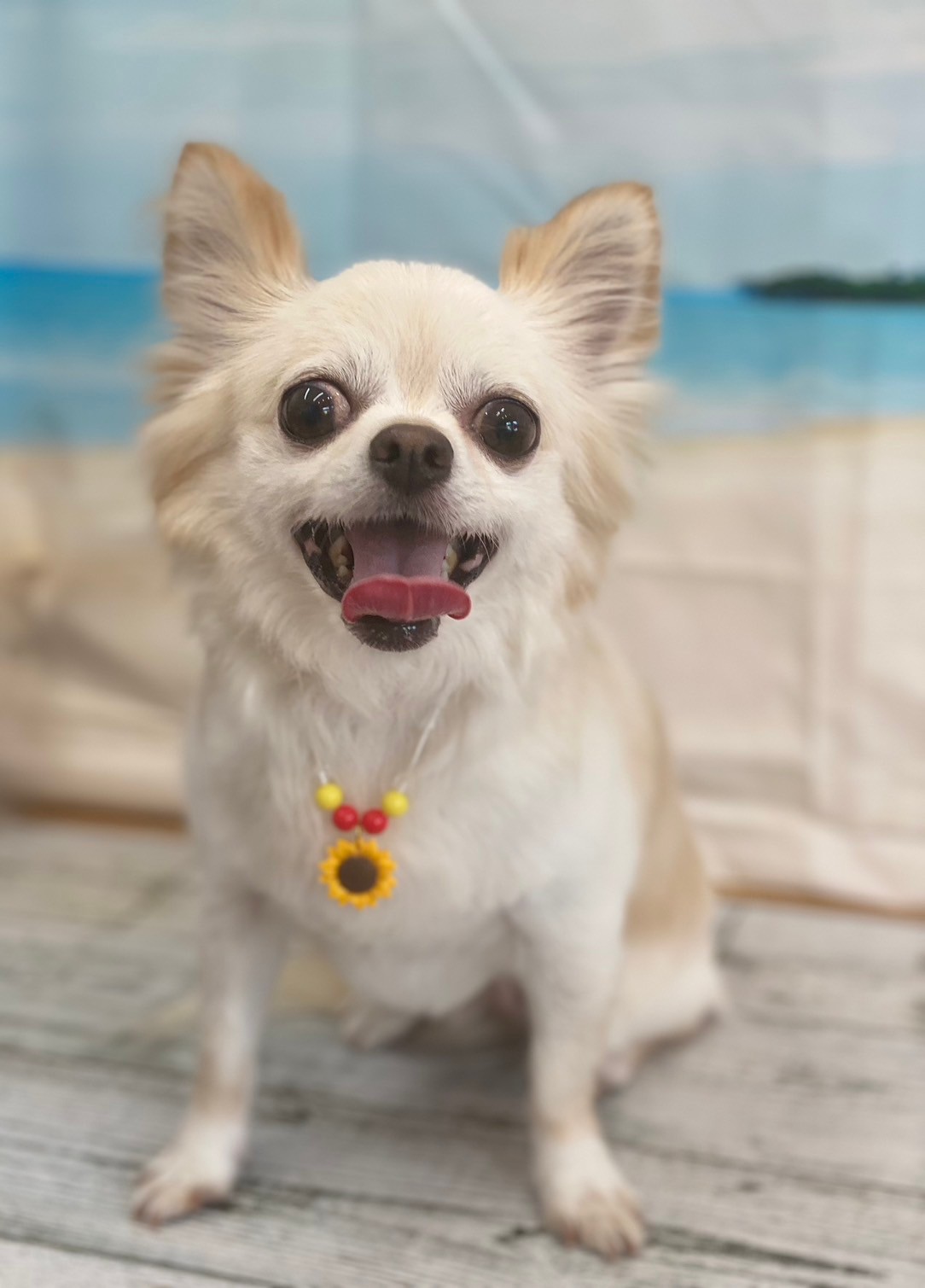 �I���[�W�� 7���̂��q�l