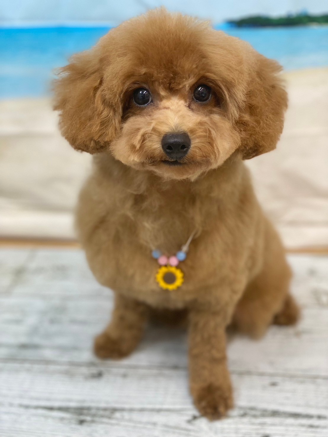 �I���[�W�� 7���̂��q�l