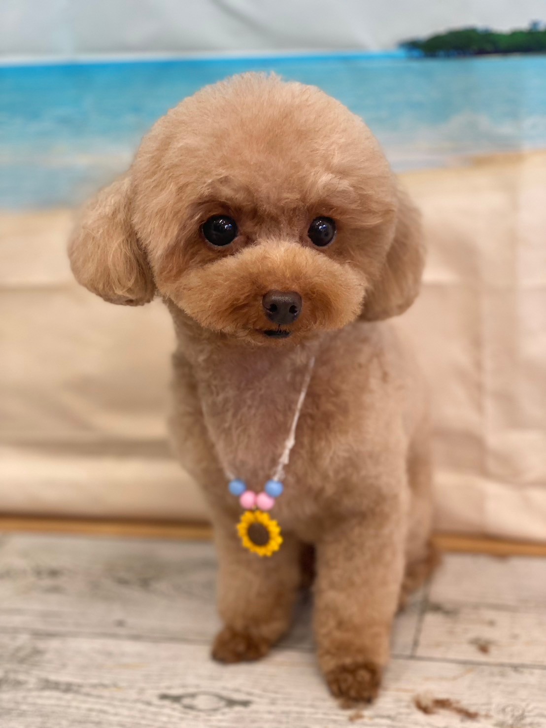 �I���[�W�� 7���̂��q�l